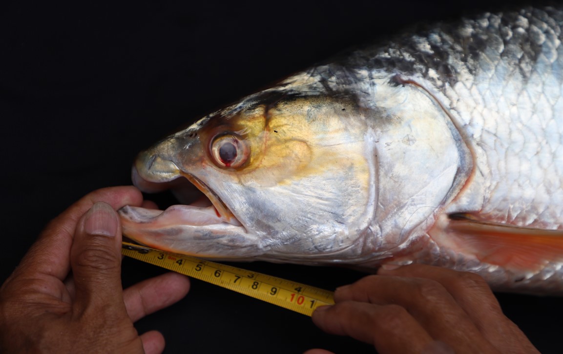 La escurridiza carpa salmón gigante, apodada "el fantasma del Mekong", fue avistada en distintas partes de Camboya entre 2020 y 2023. (Foto Prensa Libre: cortesía de Chhut Chheana, Maravillas del Mekong, Agencia de EE.UU. para el Desarrollo Internacional.)