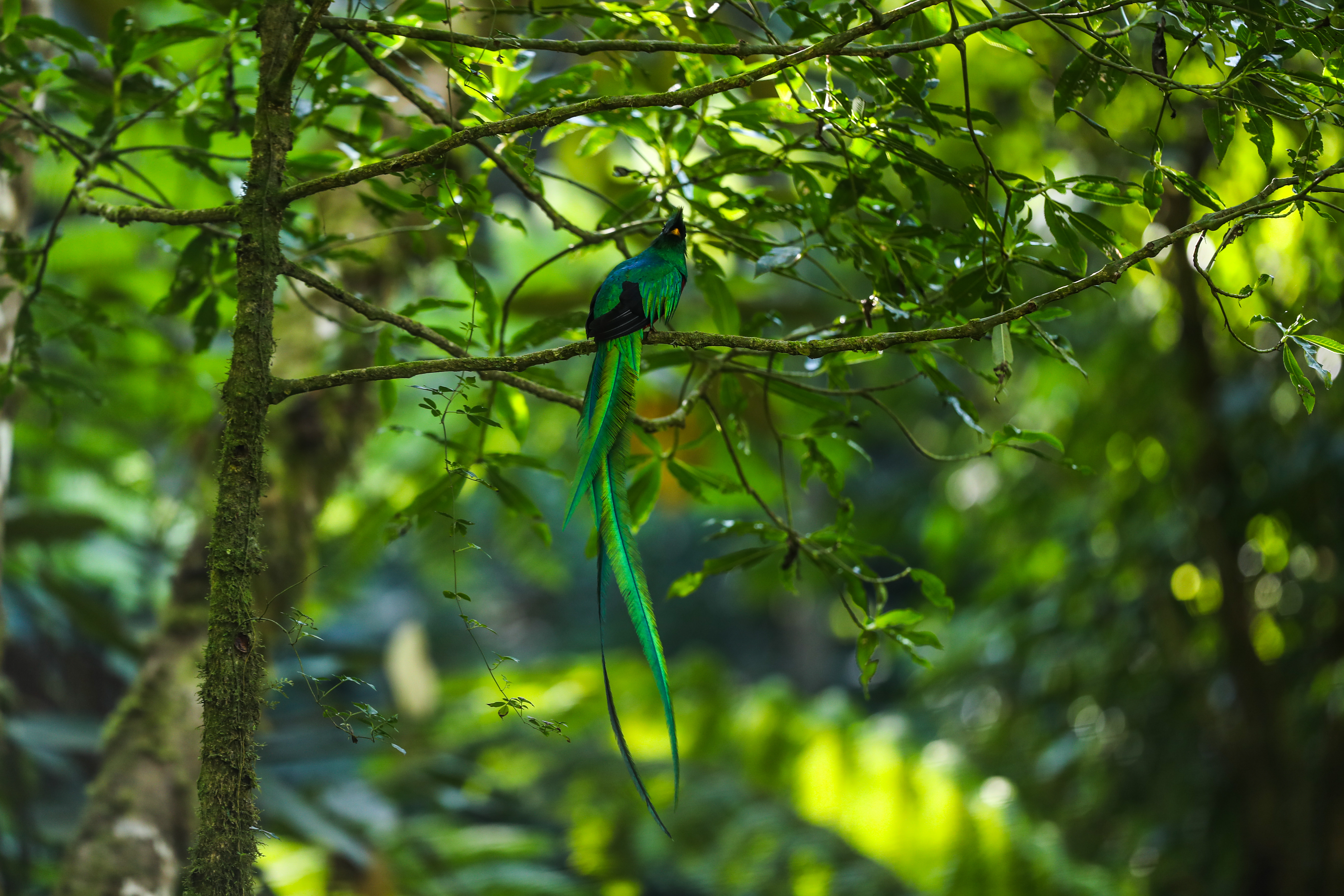 REFUGIO DEL QUETZAL, SAN RAFAEL PIE DE LA CUESTA. Se visit el rea protegida Parque Regional Municipal Refugio del Quetzal que se encuentra en el municipio de San Rafael Pie de la Cuesta del departamento de San Marcos. La visita era para documentar el proyecto de conservacin que tiene para el quetzal, ave smbolo del pas, el proyecto trata de la instalacin de nidos artificiales en el bosque nuboso para que el quetzal anide en ellos. En la imagen, quetzal macho.

Juan Diego Gonzlez, 210225