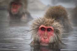 This photo taken on February 7, 2025 shows Japanese macaques, commonly referred to as "snow monkeys", taking an open-air hot spring bath, or "onsen" at the Jigokudani (Hell's Valley) Monkey Park in the town of Yamanouchi, Nagano prefecture. (Photo by Mladen ANTONOV / AFP)
