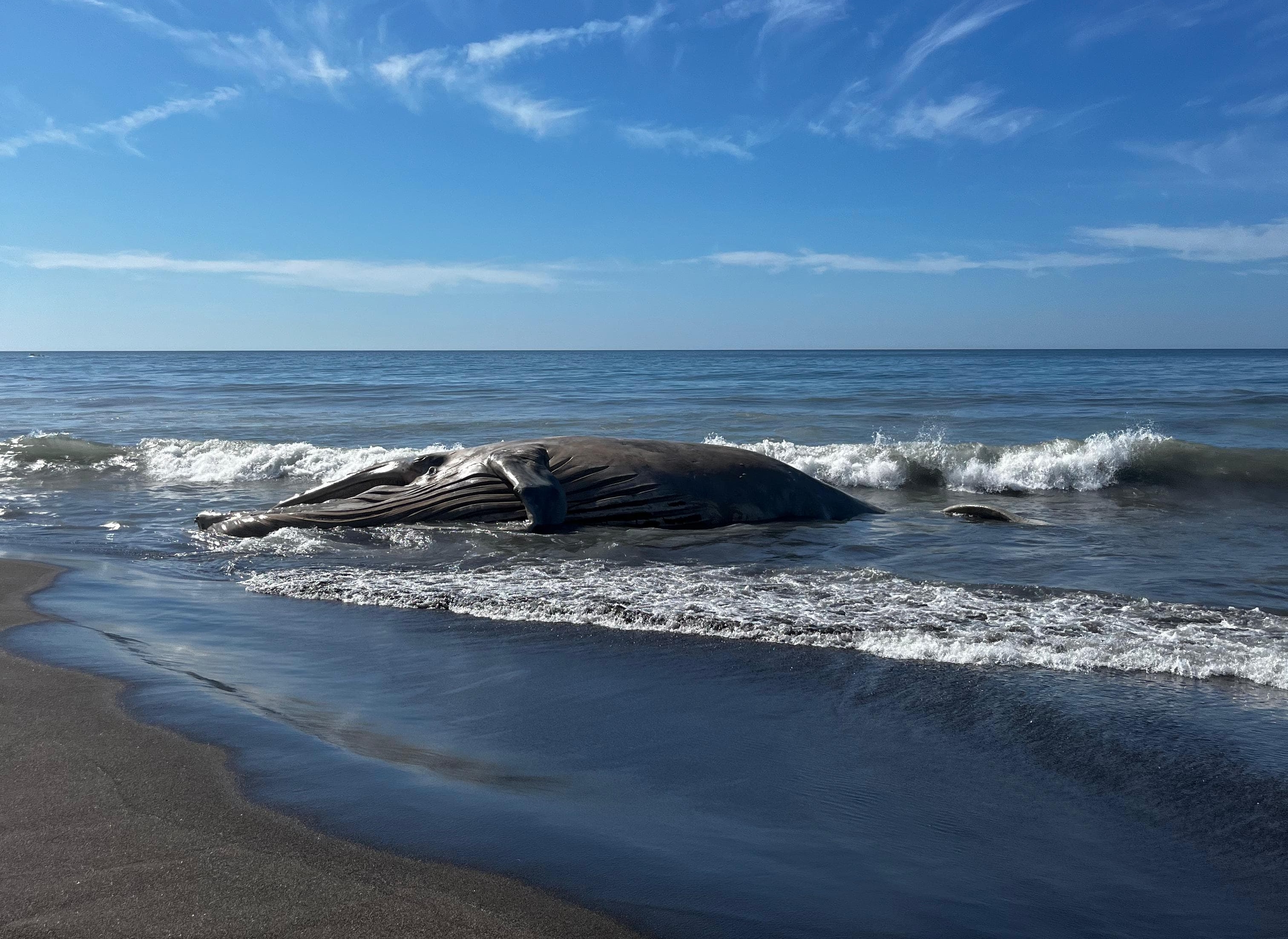 Ballena muerta hallada en playa de Santa Rosa