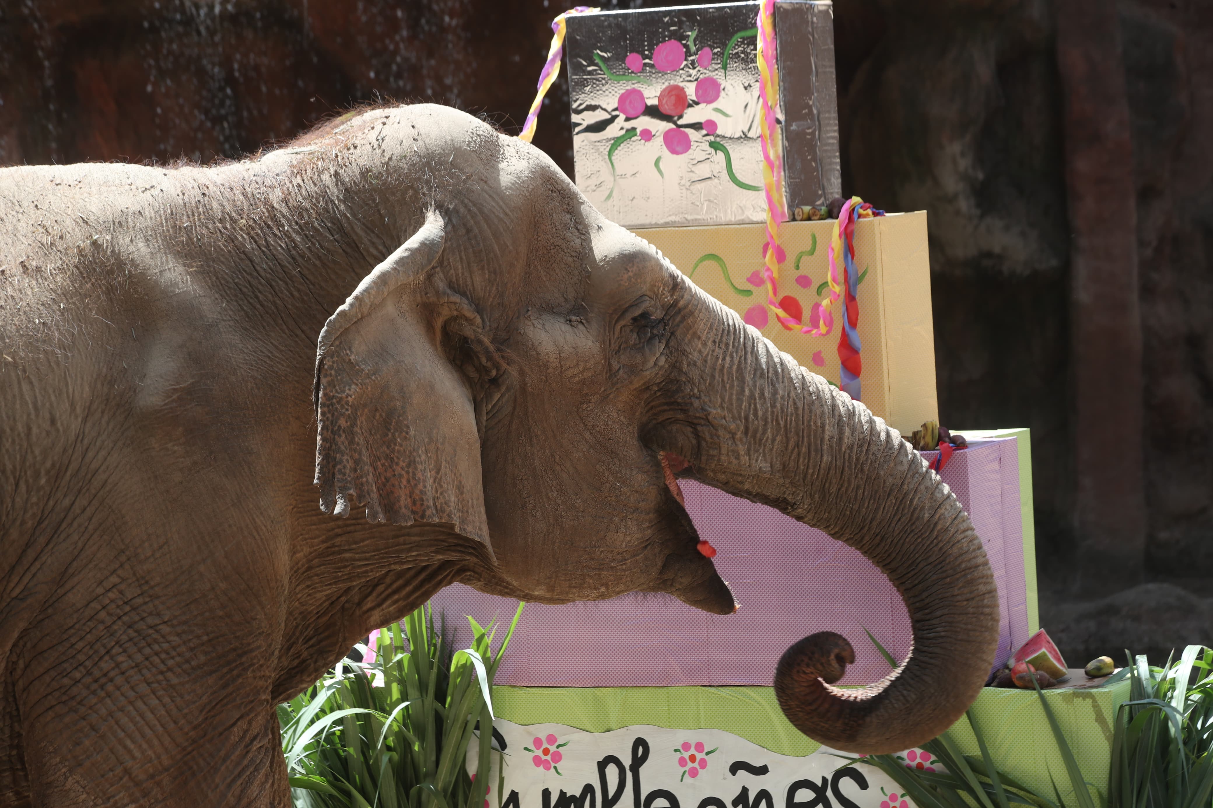 Cumpleaños de Trompita