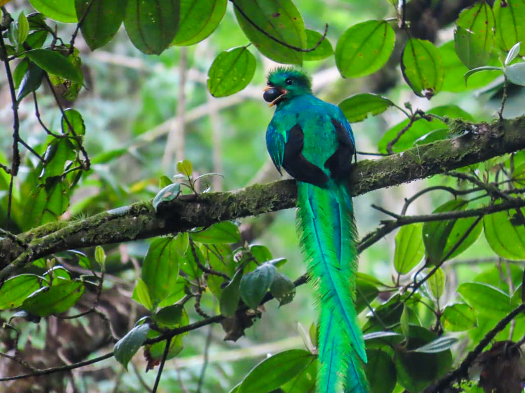 La semana pasada nacieron unos pichones en el área protegida, en la fotografía, el Quetzal macho lleva algunos frutos al nido para alimentar a los nuevos integrantes. (Foto Prensa Libre: CONAP)
