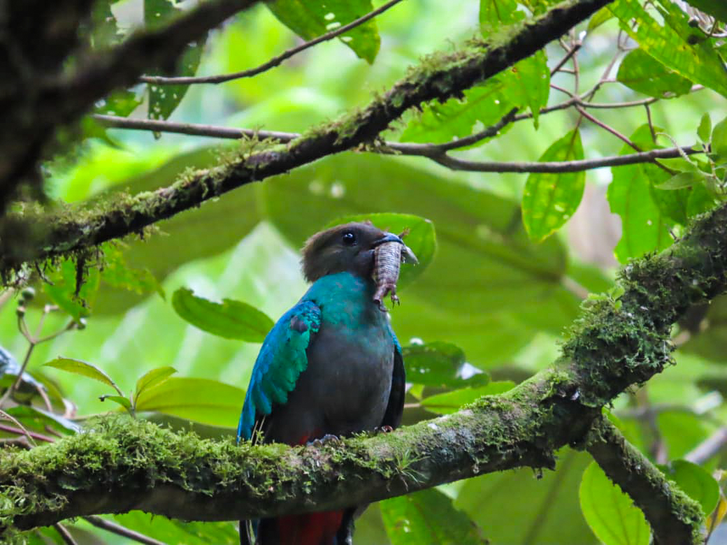 Las amenazas del Quetzal pueden ser naturales o humanas. Entre las naturales está el gavilán, las ardillas y los búhos; entre las humanas, la caza ilegal y el turismo irresponsable. (Foto Prensa Libre: CONAP)