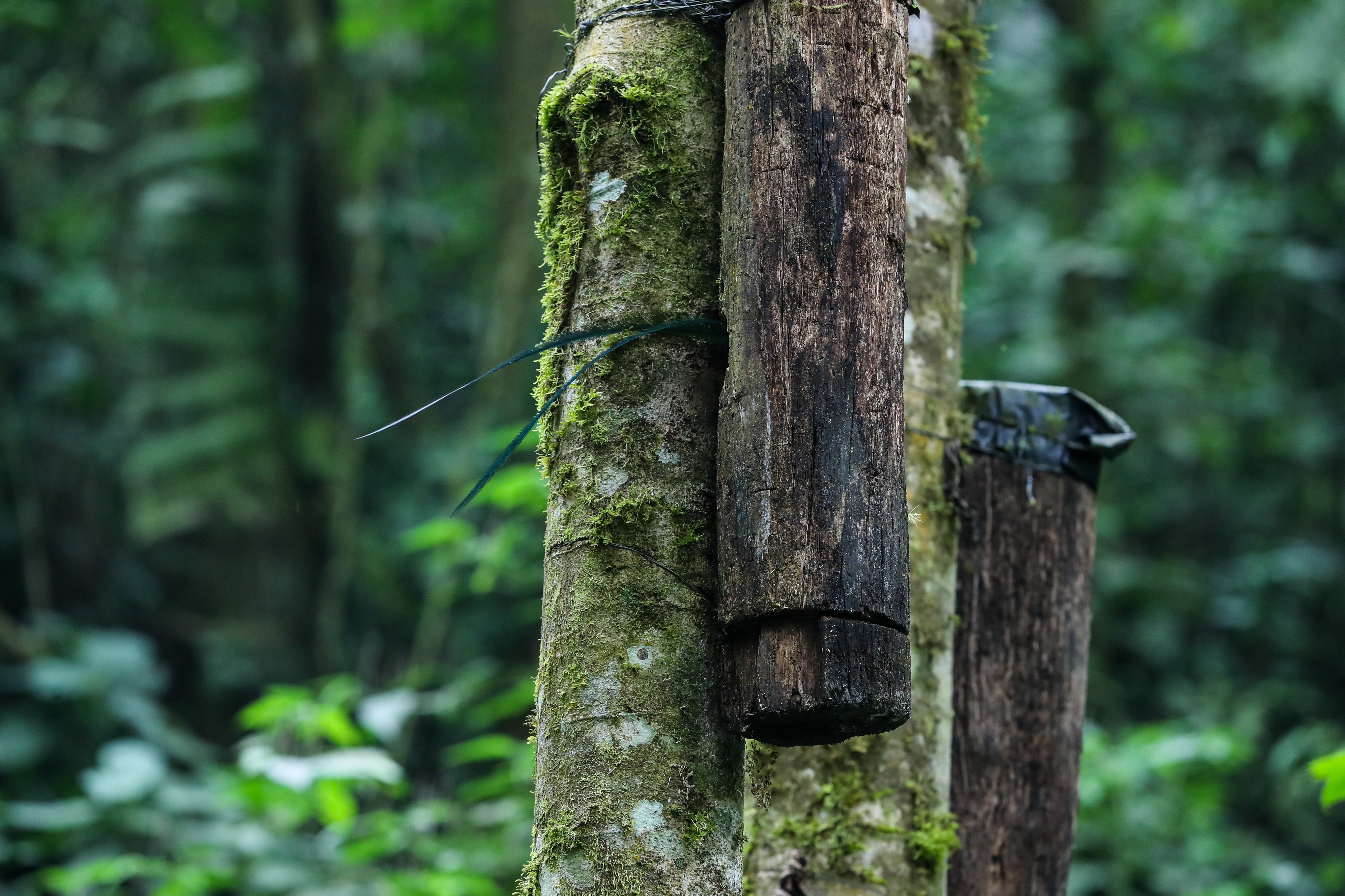 Los nidos artificiales son colocados entre 5 y 6 meses antes de la anidación para que las aves puedan familiarizarse con el posible nido y, analicen el entorno del mismo por razones de seguridad. Los meses de anidacón abarcan de febrero a mayo de cada año. (Foto Prensa Libre: Juan Diego González)