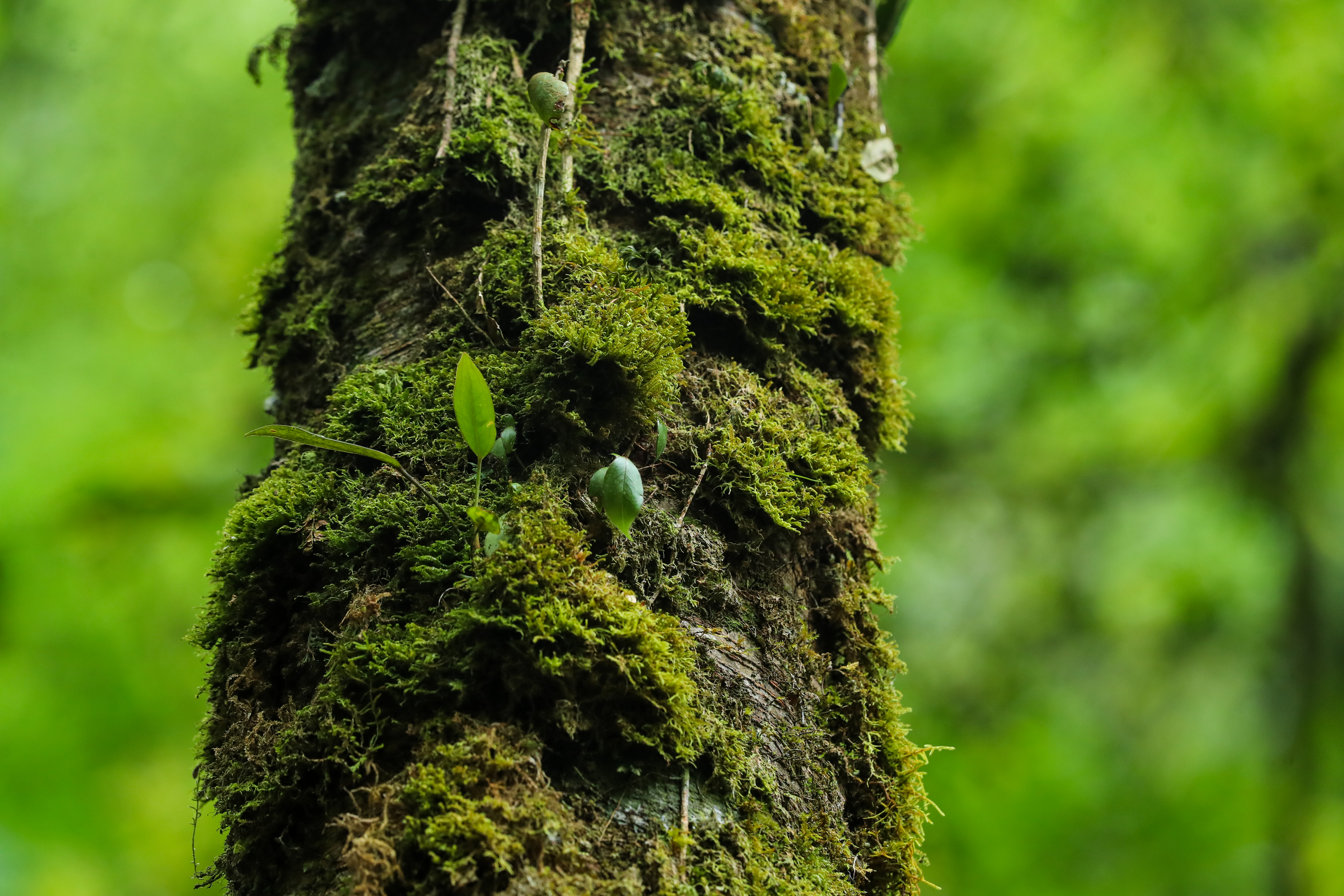 La mayoría de estas 758 especies de aves habitan en los bosques nubosos ubicados en las Verapaces, El Progreso, Zacapa, Huehuetenango, Quiché, San Marcos, Sololá y la cadena volcánica. La característica principal del bosque nuboso, es que se encuentra entre los 1500 a 2700 metros sobre el nivel del mar. (Foto Prensa Libre: Juan Diego González)