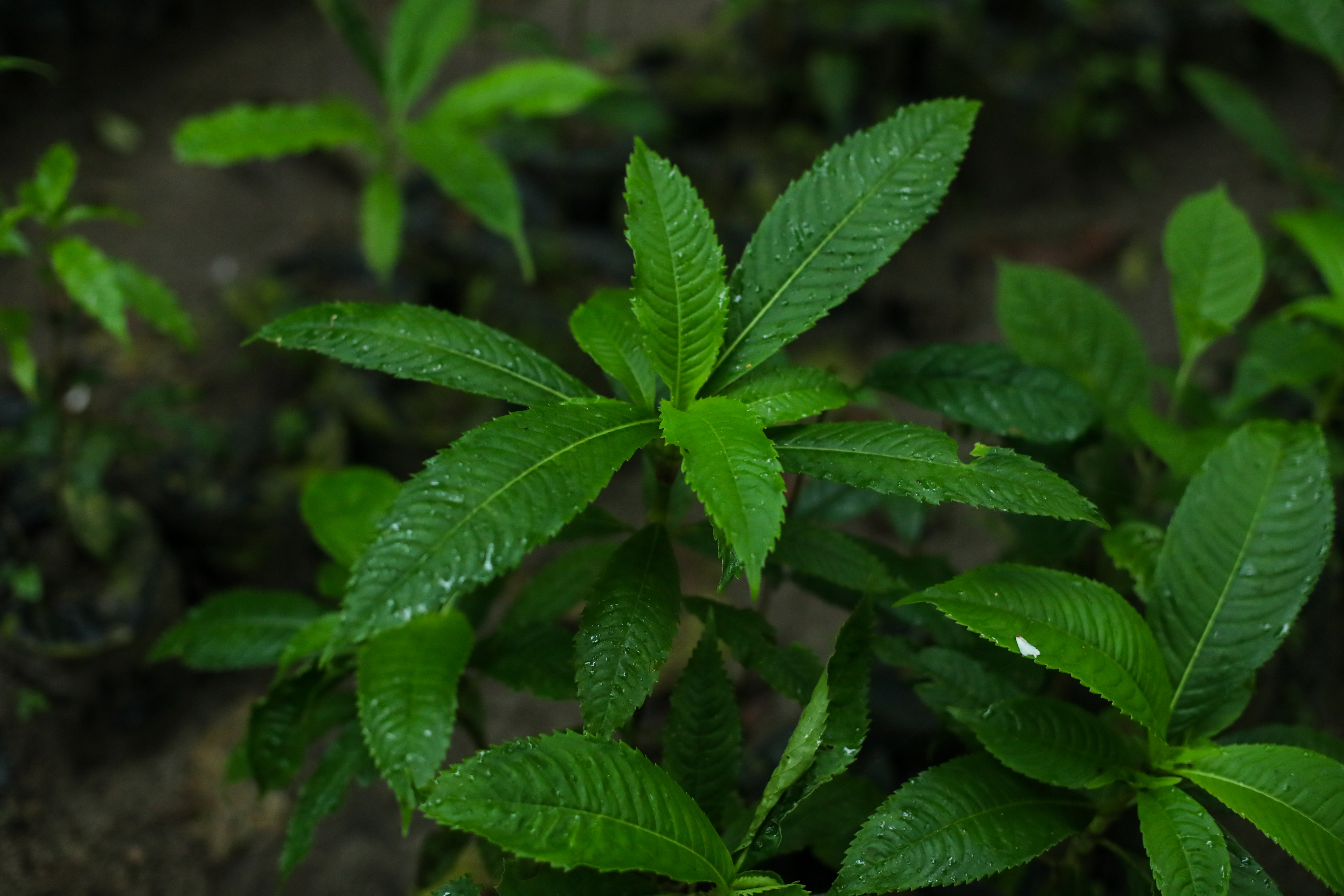 En el área protegido de San Rafael Pie de la Cuesta se han registrado al menos 72 especies arbustivas y arbóreas; además cuenta con 14 nacimientos de agua de los cuales algunos de ellos son aprovechados para abastecer comunidades cercanas; así mismo en cuanto a fauna cuenta con 4 especies de murciélagos, micoleones, cacomiztle, tacuazín, gato de monte, pizote, armadillo, yaguarundi y varias especies de anfibios, insector y reptiles. (Foto Prensa Libre: Juan Diego González)