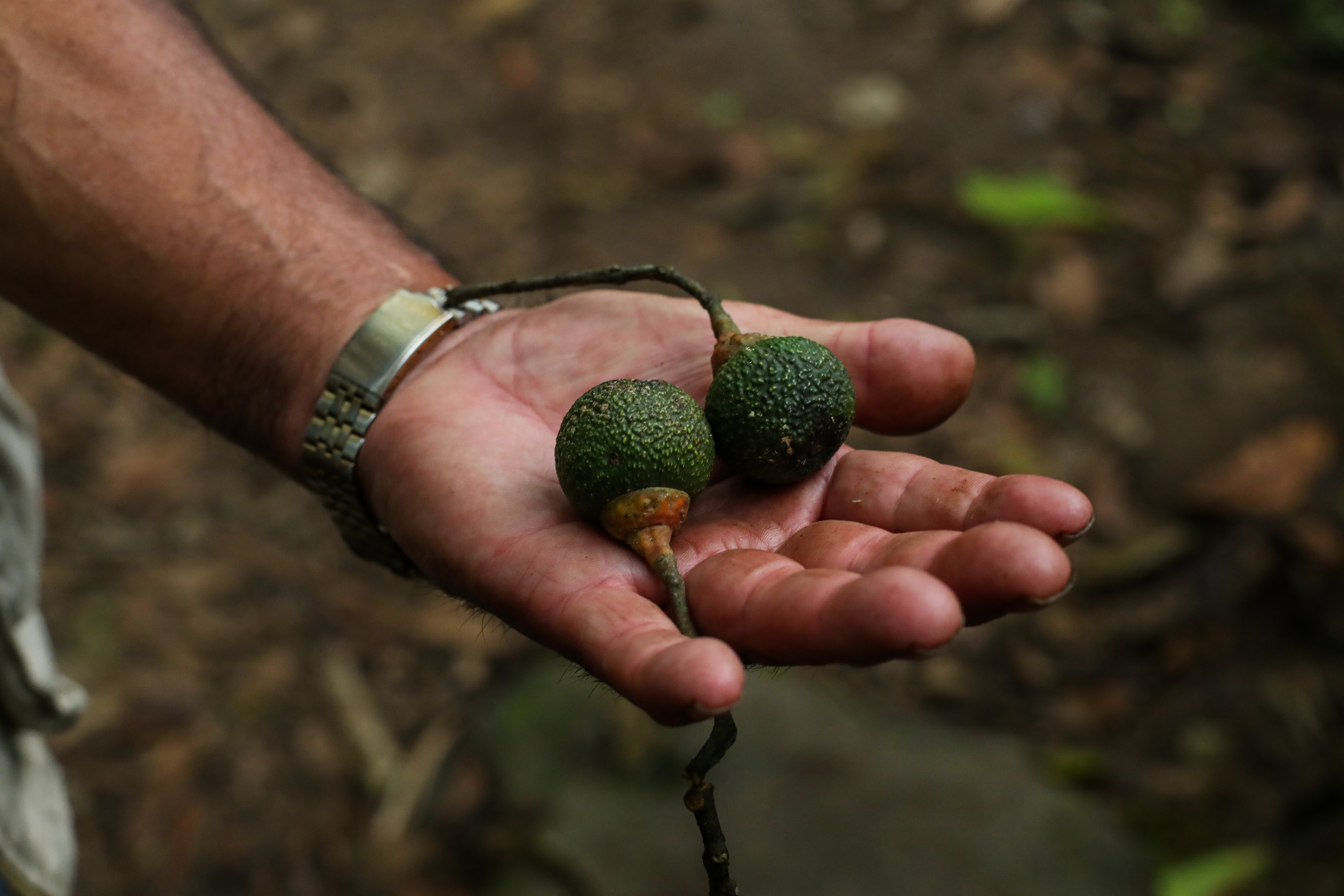 El Quetzal es símbolo de libertad, esplendor y divinidad, su alimentación se basa en frutos y algunas semillas como el aguacatillo, cuando son adultos; cuando son pichones, es la única etapa donde se alimentan de pequeños insectos, moluscos y ranas, esto, para suplir sus necesidades de proteínas. (Foto Prensa Libre: Juan Diego González)