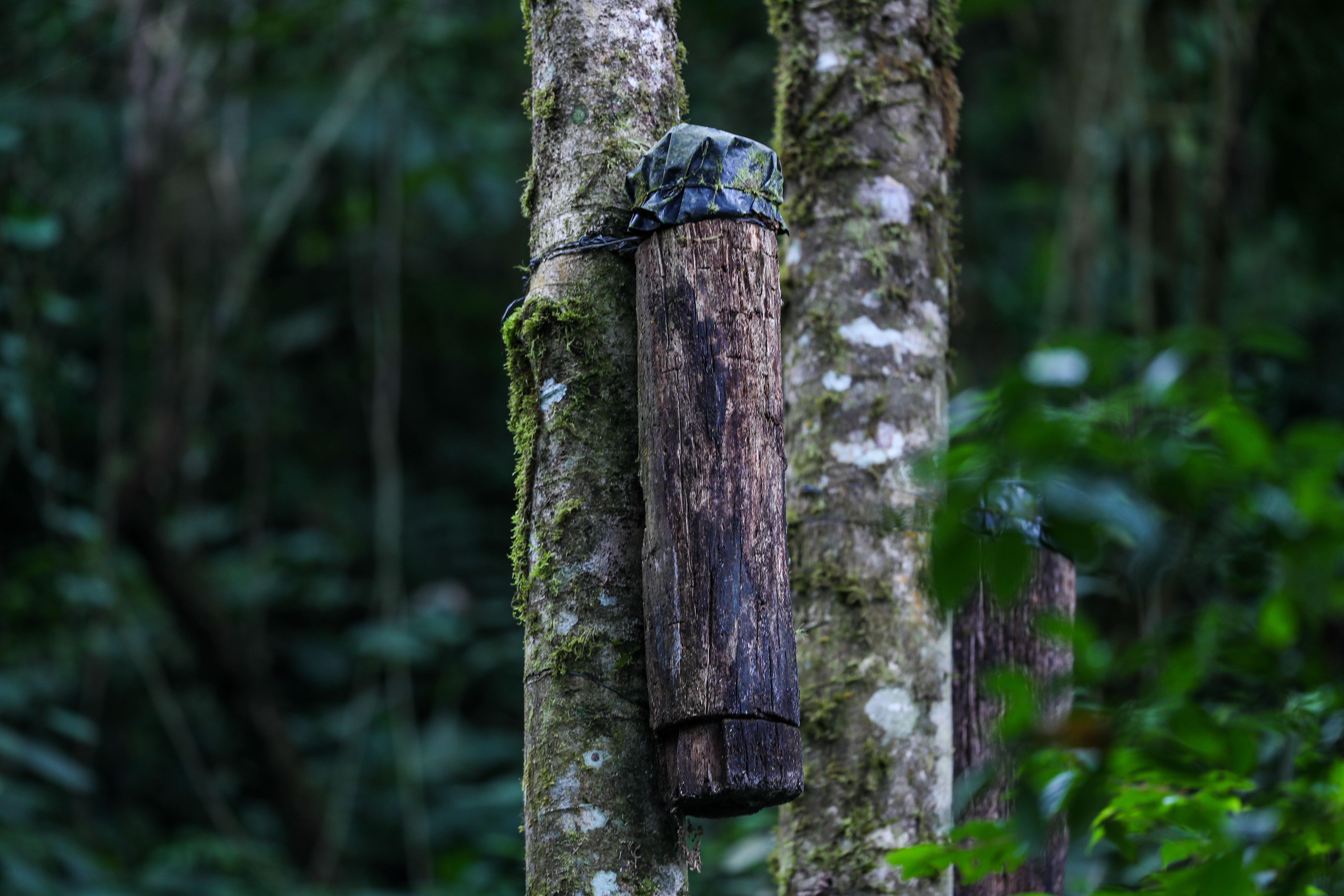 El proyecto de conservación consiste en colocar nidos artificiales en el bosque del área protegida para ayudarle al Quetzal a situar los huevos, de las futuras generaciones, en zonas con bajo riesgo para las aves. Así mismo, el proyecto cuenta con un mecanismo de reforestación. (Foto Prensa Libre: Juan Diego González)
