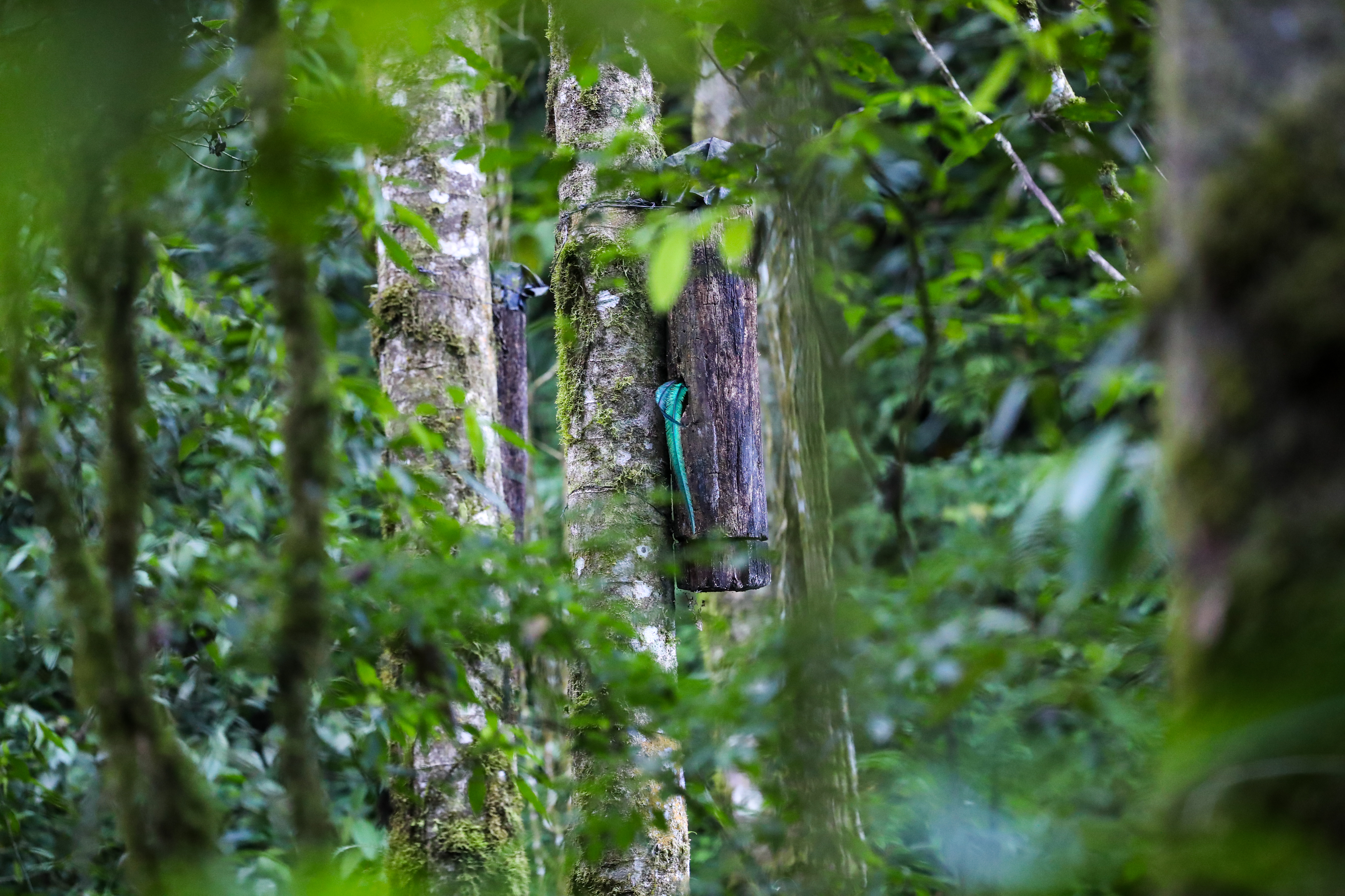 Ambos padres colaboran en la anidación de los huevos y en la alimentación de los pichones. Entre la hembra y el macho se turnan por intervalos entre 45 y 90 minutos para estar dentro del nido. (Foto Prensa Libre: Juan Diego González)