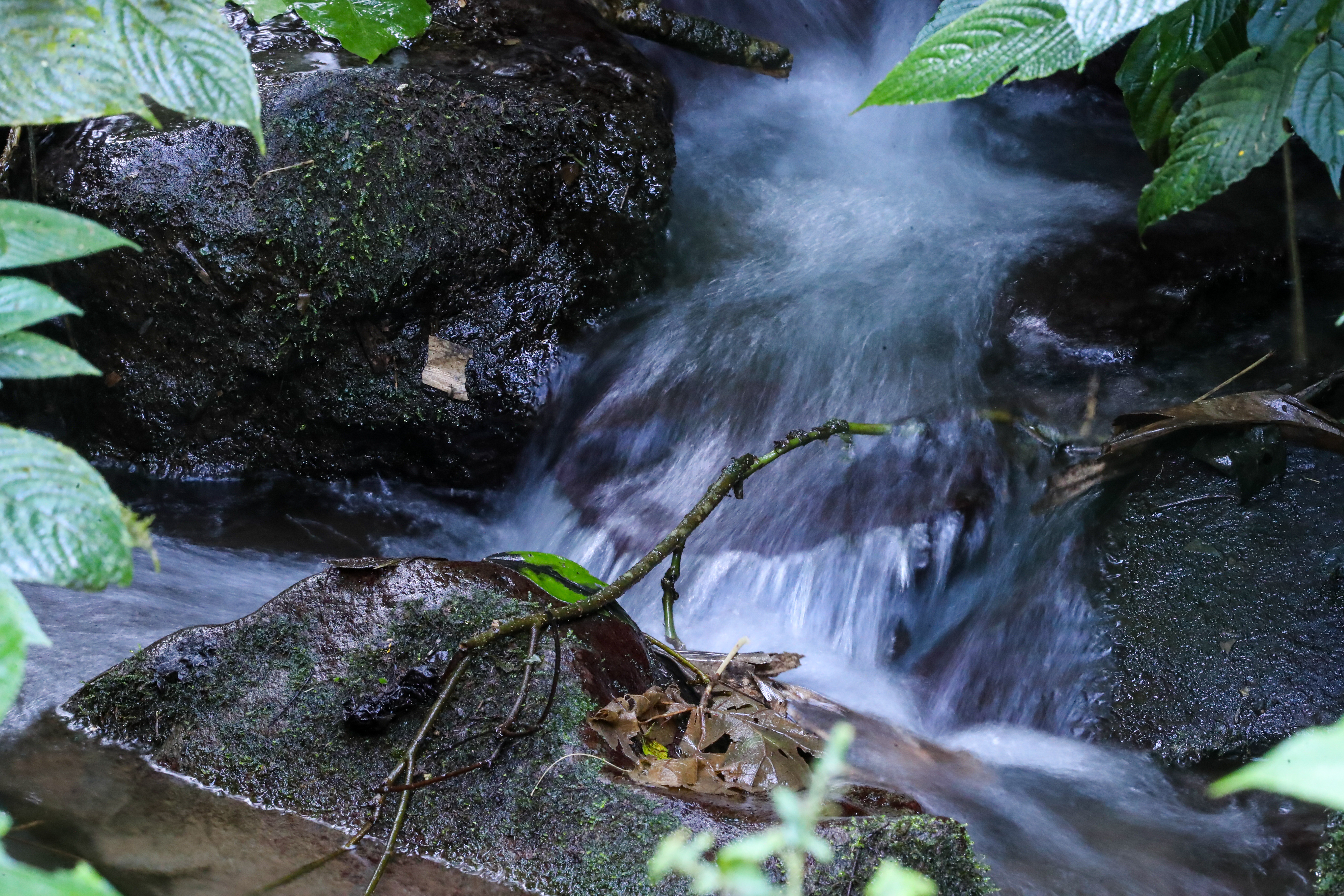 El Parque Regional Municipal San Rafael Pie de la Cuesta es un área protegida con una extensión territorial de 43.50 hectáreas y está registrado en el Sistema Guatemalteco de Áreas Protegidas (SIGAP) desde el año 2015. (Foto Prensa Libre: Juan Diego González)