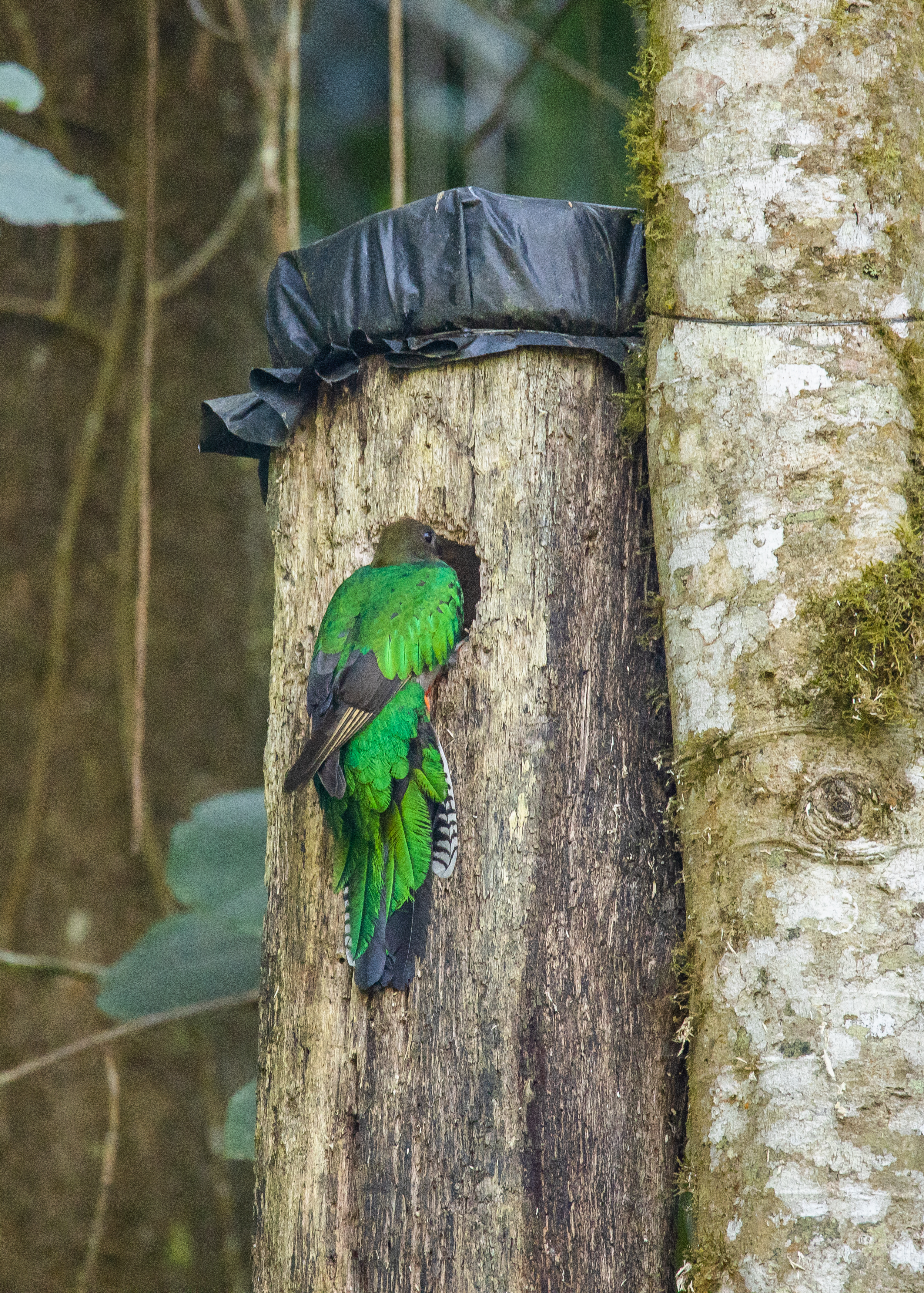 Cuando los pichones salen por primera vez del nido para emprender el vuelo, los padres los llevan entre las alas y también puede observarse entre 8 a 10 parejas de quetzales adultos que llegan a acompañar el evento. (Foto Prensa Libre: CONAP)