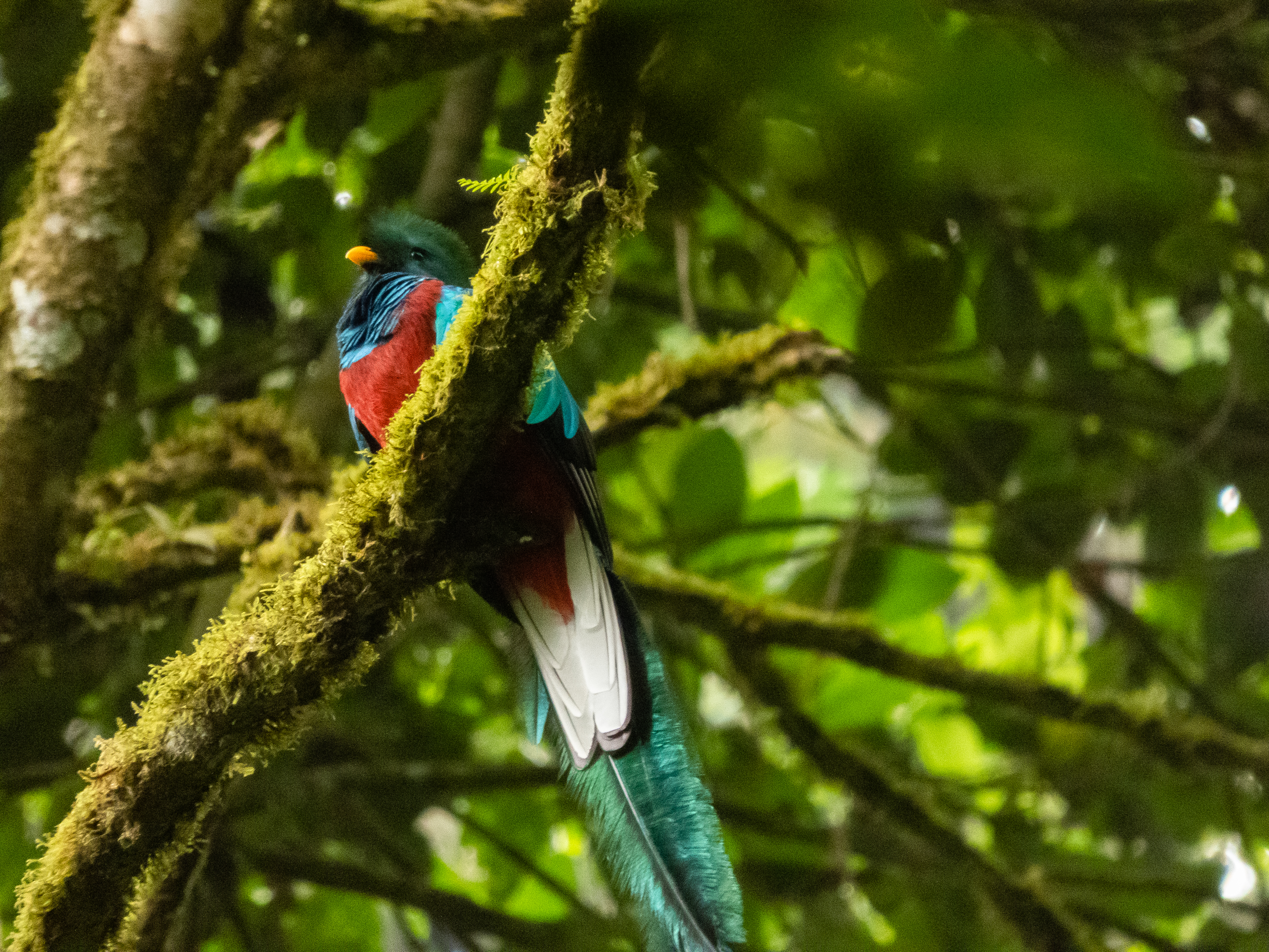 El Quetzal es el ave nacional del país decretada desde 1871. Pertenece a la especie "Trogonidae" que en griego significa "mordisquear", pues éstas especies para realizar sus nidos cavan agujeros en árboles. Su cabeza es levemente crestada y el macho es quien posee las plumas cobertoras más largas que su cola (hasta 61 centímetros) y por ello, tiende a confundir y decir que la "cola" del quetzal es elongada, cuando realmente es su plumaje. (Foto Prensa Libre: Juan Diego González)