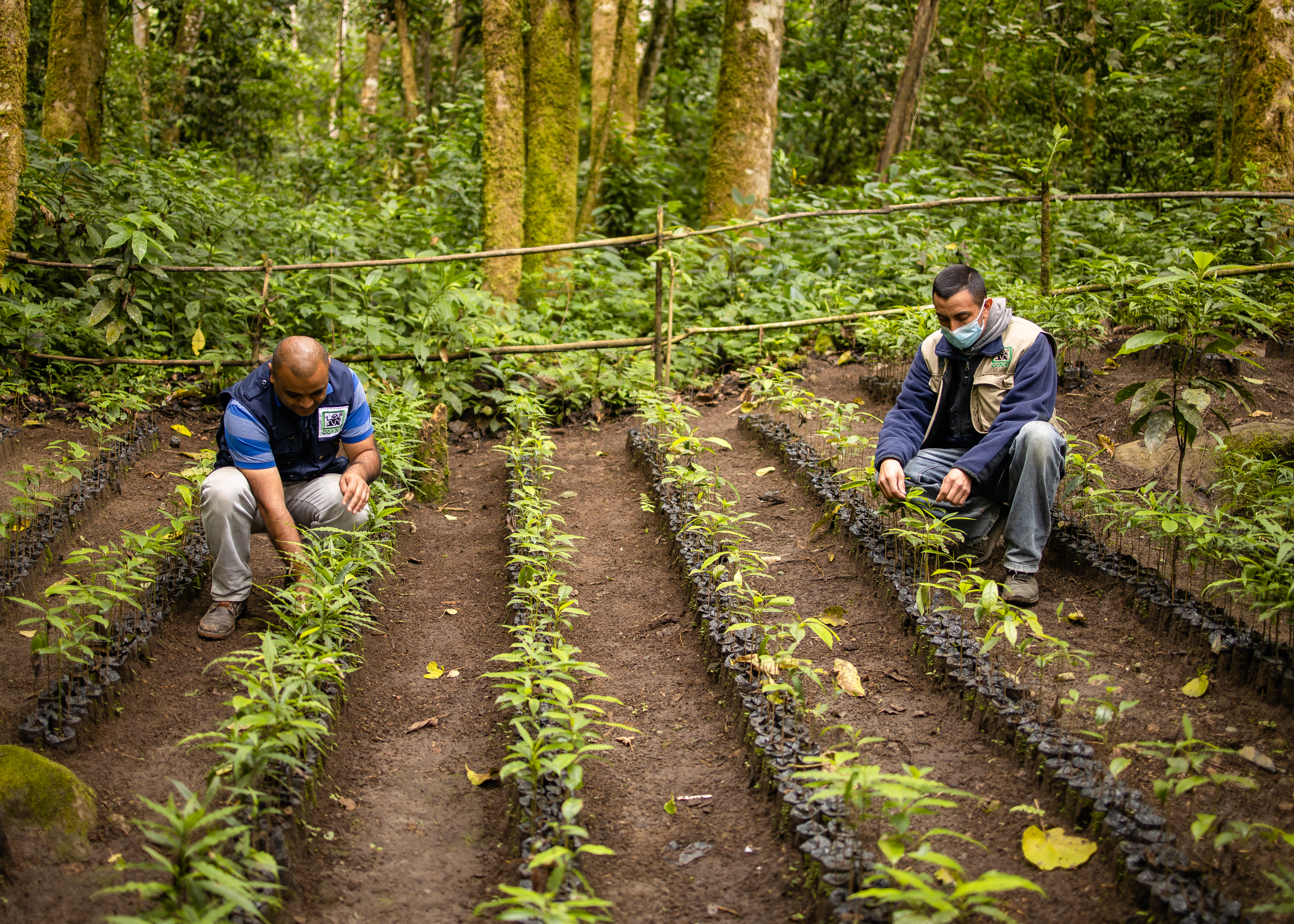 Además del proyecto de conservación, en el Parque Regional Municipal, se tiene un vivero de varias especies de flora para la reforestación de áreas "blancas" y así mantener el ecosistema de la mejor manera posible. (Foto Prensa Libre: CONAP)