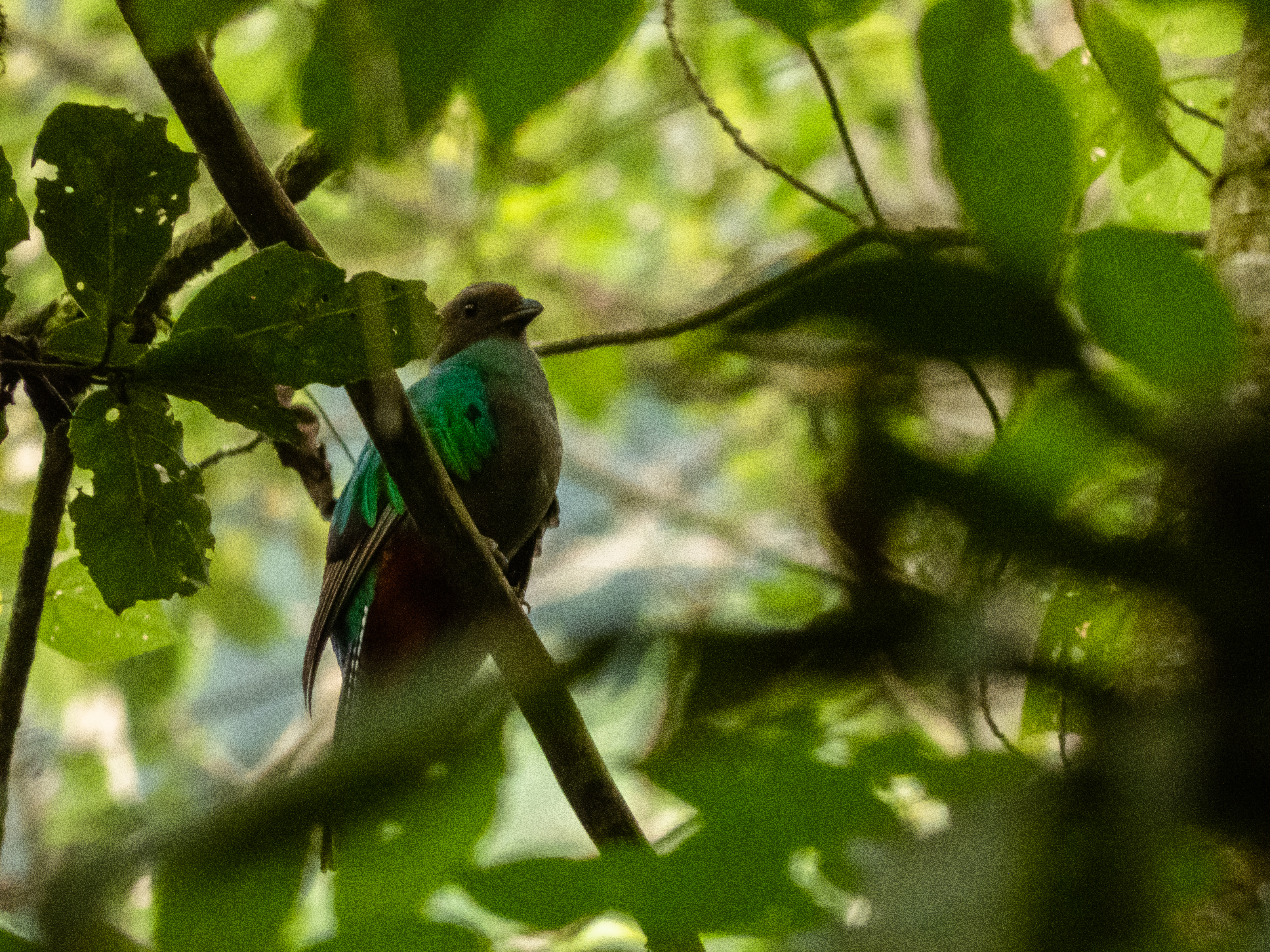 El cortejo entre las parejas dura entre 15 días y 3 semanas, para que, una vez la hembra haya elegido al macho, entre noviembre y diciembre eligen el lugar del nido. El proceso de incubación dura de 20 a 22 días y las crías permanecen entre 30 a 40 días en el nido antes de iniciar su aprendizaje para volar. (Foto Prensa Libre: CONAP)