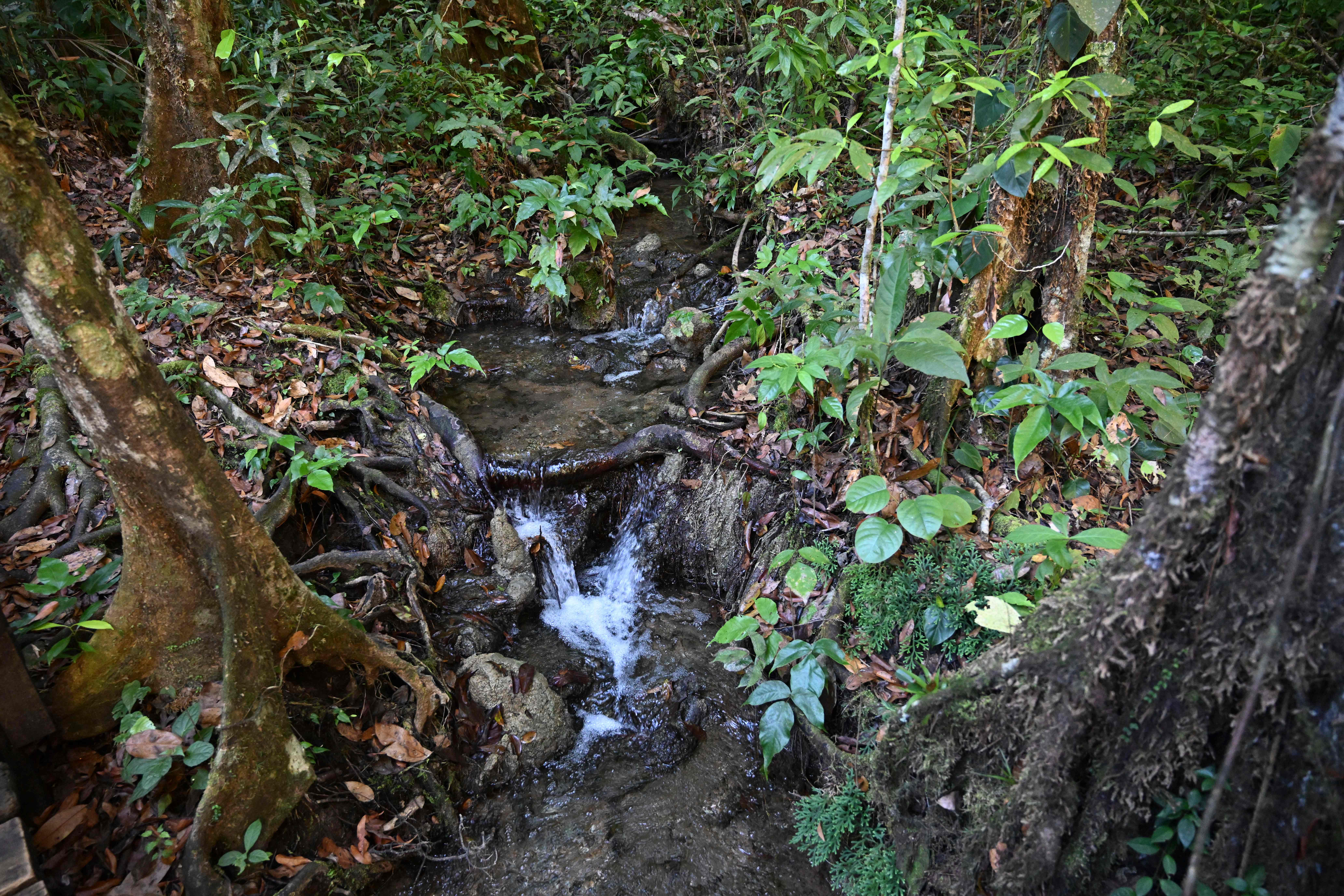 Con nacimientos de agua y vegetación, Semuc Champey fue descubierto a mediados de los años 50, por autoridades de Lanquin, Alta Verapaz. ( Foto Prensa Libre: AFP)