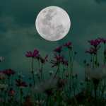 Luna llena con silueta de flores de cosmos por la noche.