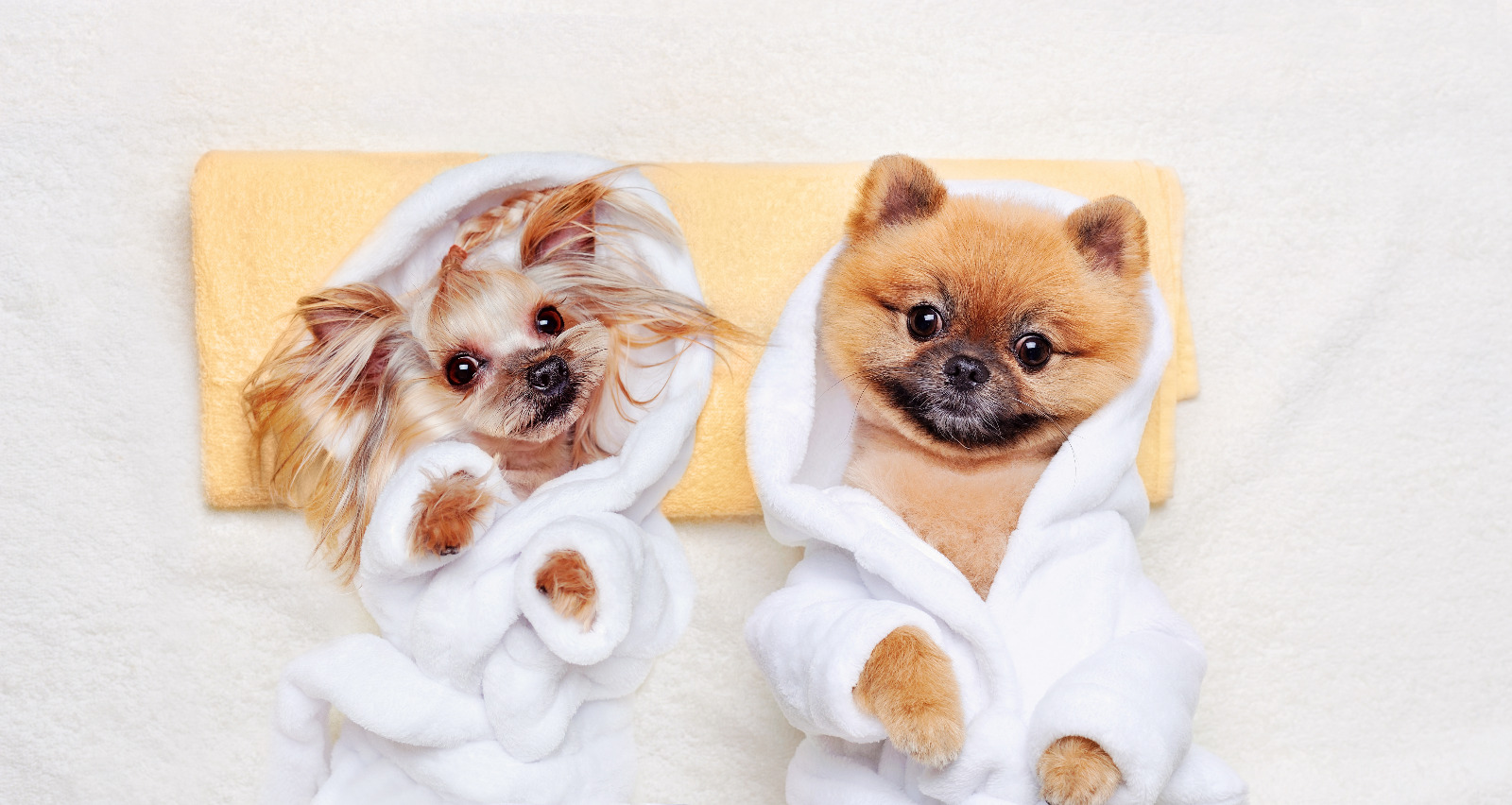 Los spas para perros y gatos son más que grooming