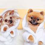 Los spas para perros y gatos son más que grooming