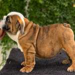 Simpático, afectuoso y hogareño, así es el bulldog