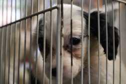 El juzgado de asuntos municipales de la Ciudad de Guatemala, realiz un operativo de verificacin en el mercado el guarda, segn mencionaron los encargados, buscan que se erradiquen las ventas ilegales de animales exticos. Segn personeros de la comuna se tuvieron decomisos de tortugas, gansos, y dos personas capturadas. 

Foto: Ministerio de Agricultura Ganadera y Alimentacin (MAGA)
23/06/2025