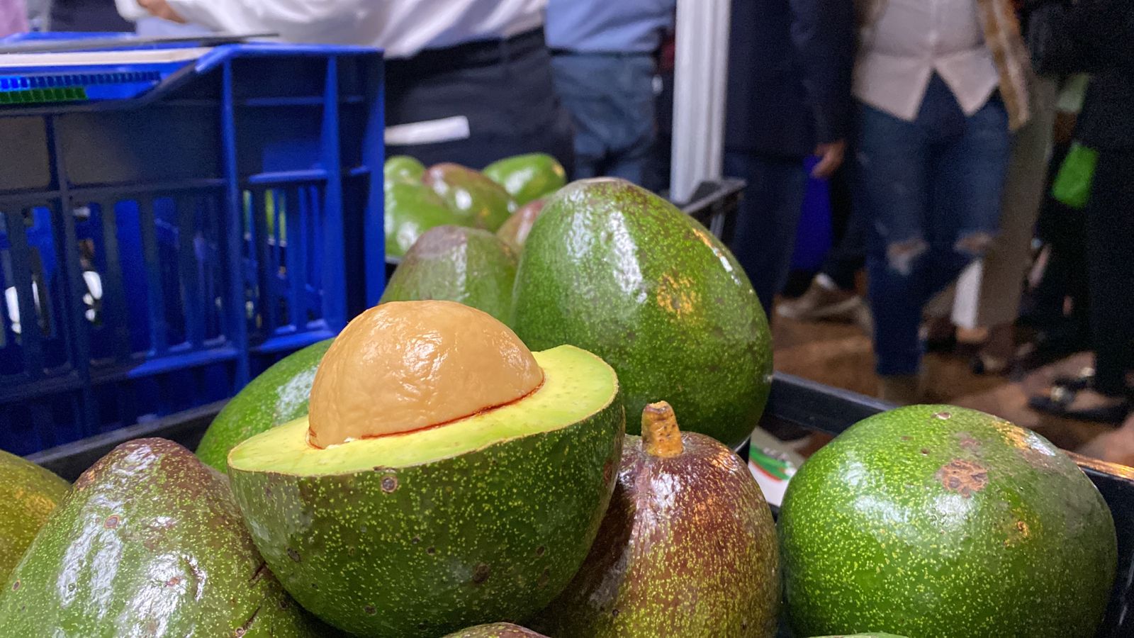Aguacates para el mercado local y de exportación