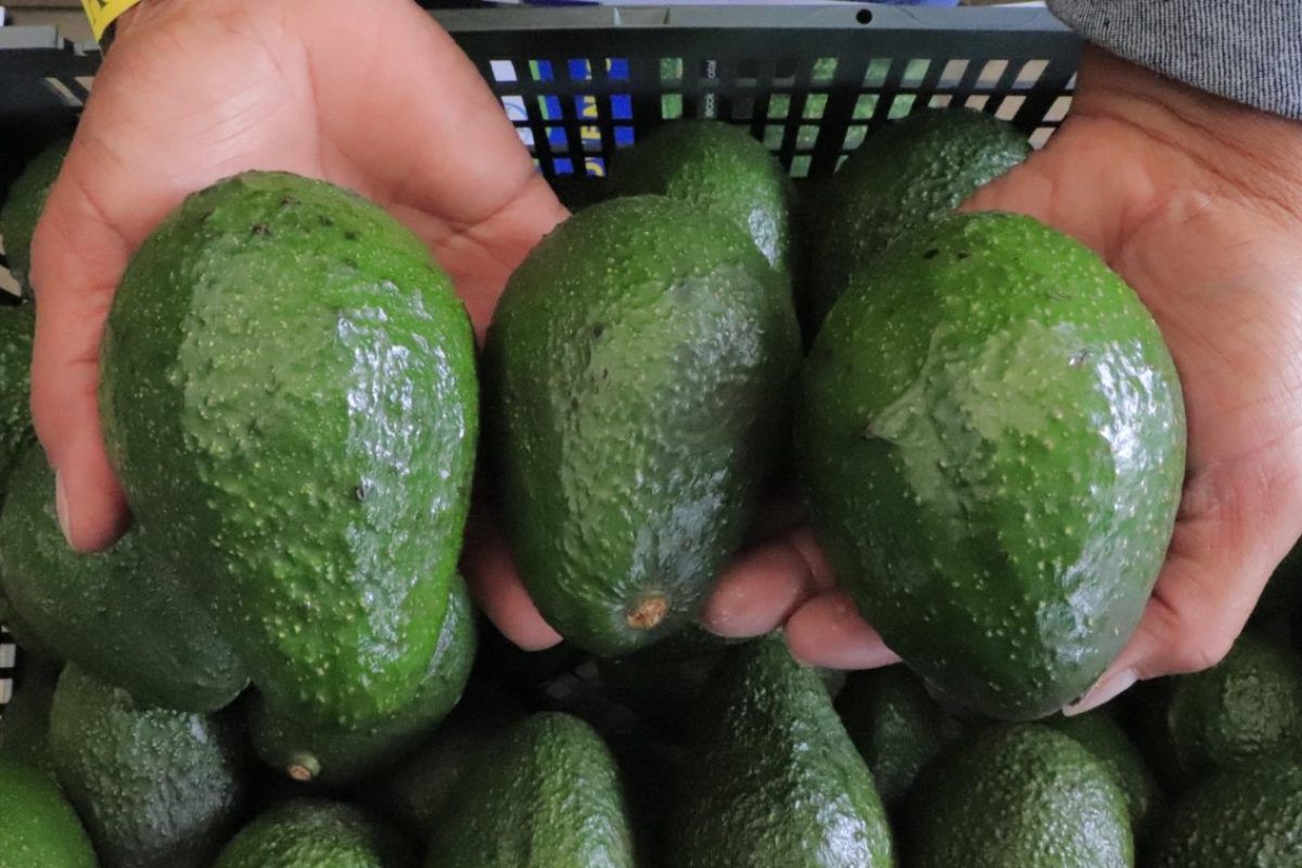 aguacate hass guatemalteco