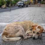 ¿Cómo el amor borra secuelas en perros abandonados?