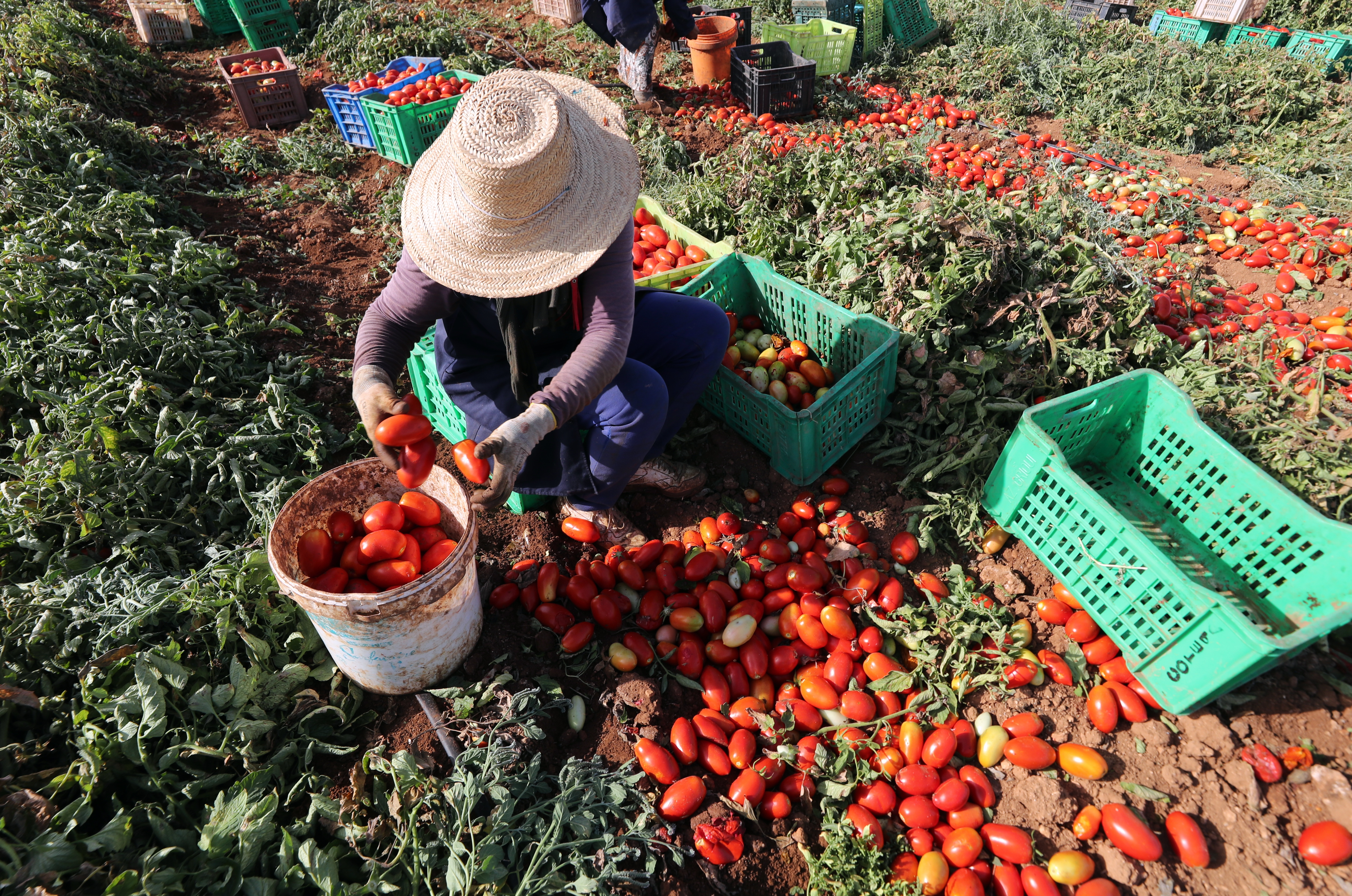 Tebourba (Tunisia), 23/07/2025.- Tunisian farmers harvest tomatoes in a field in Tebourba, Tunisia, 23 July 2025. Agriculture plays an important role in the Tunisian economy. The agricultural sector contributes approximately 10% of the gross domestic product (GDP) and is significant for employment in rural areas. (Túnez) EFE/EPA/MOHAMED MESSARA