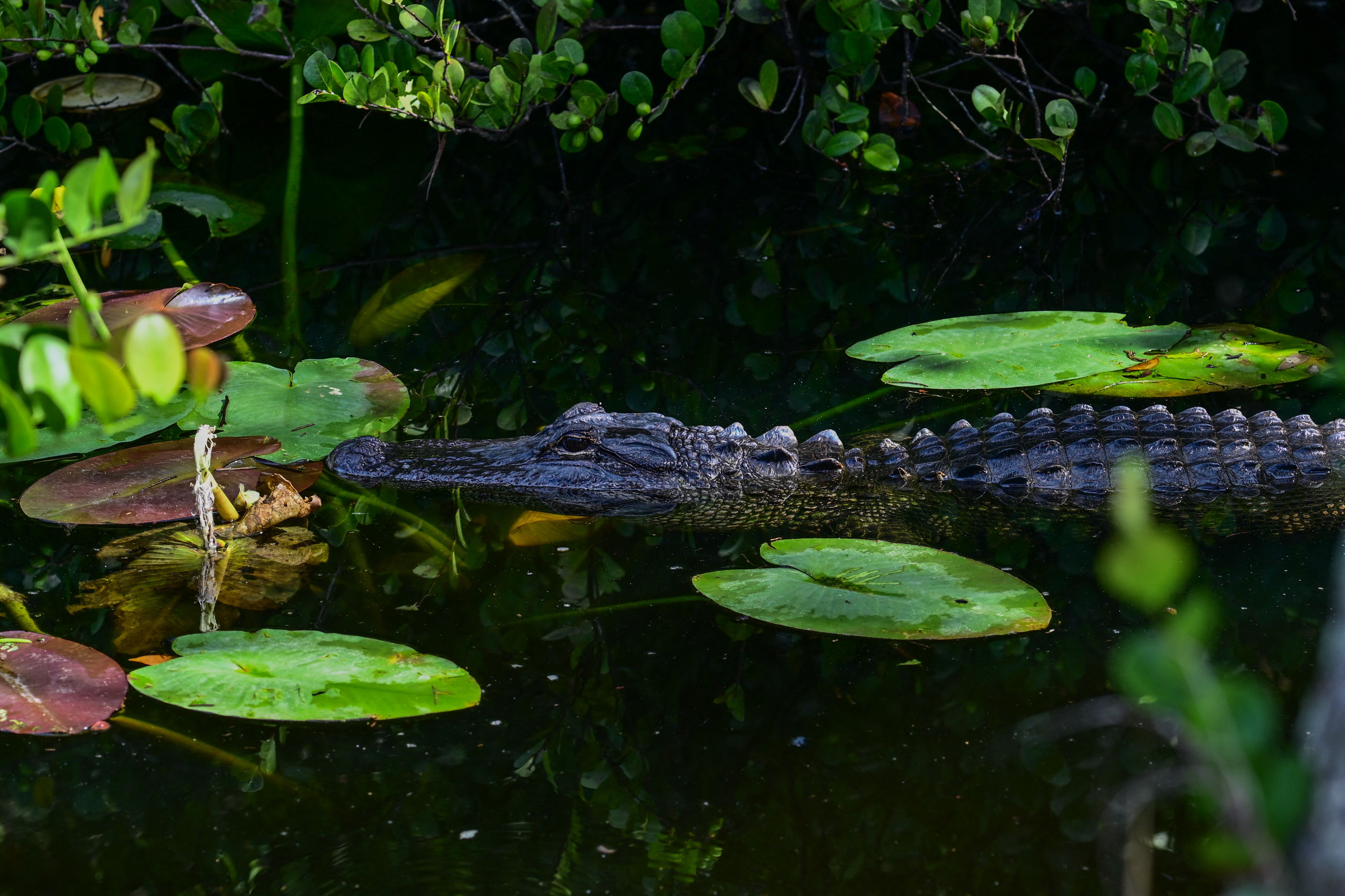 El sitio elegido, un aeródromo abandonado en el corazón de una extensa red de manglares donde habitan varias especies y alrededor de 200 mil caimanes, imponentes pantanos y ríos de hierba que conforman el área de conservación. A pesar de que son poco frecuentes los ataques de caimanes a humanos, las autoridades han resaltado su presencia como parte de la seguridad del centro Alligator Alcatraz. (Foto Prensa Libre: AFP)