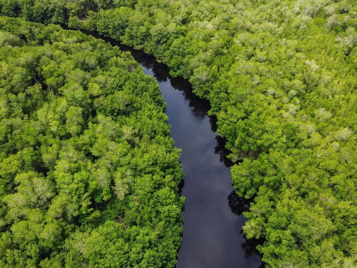 vista aérea de los Manglares Guatemala