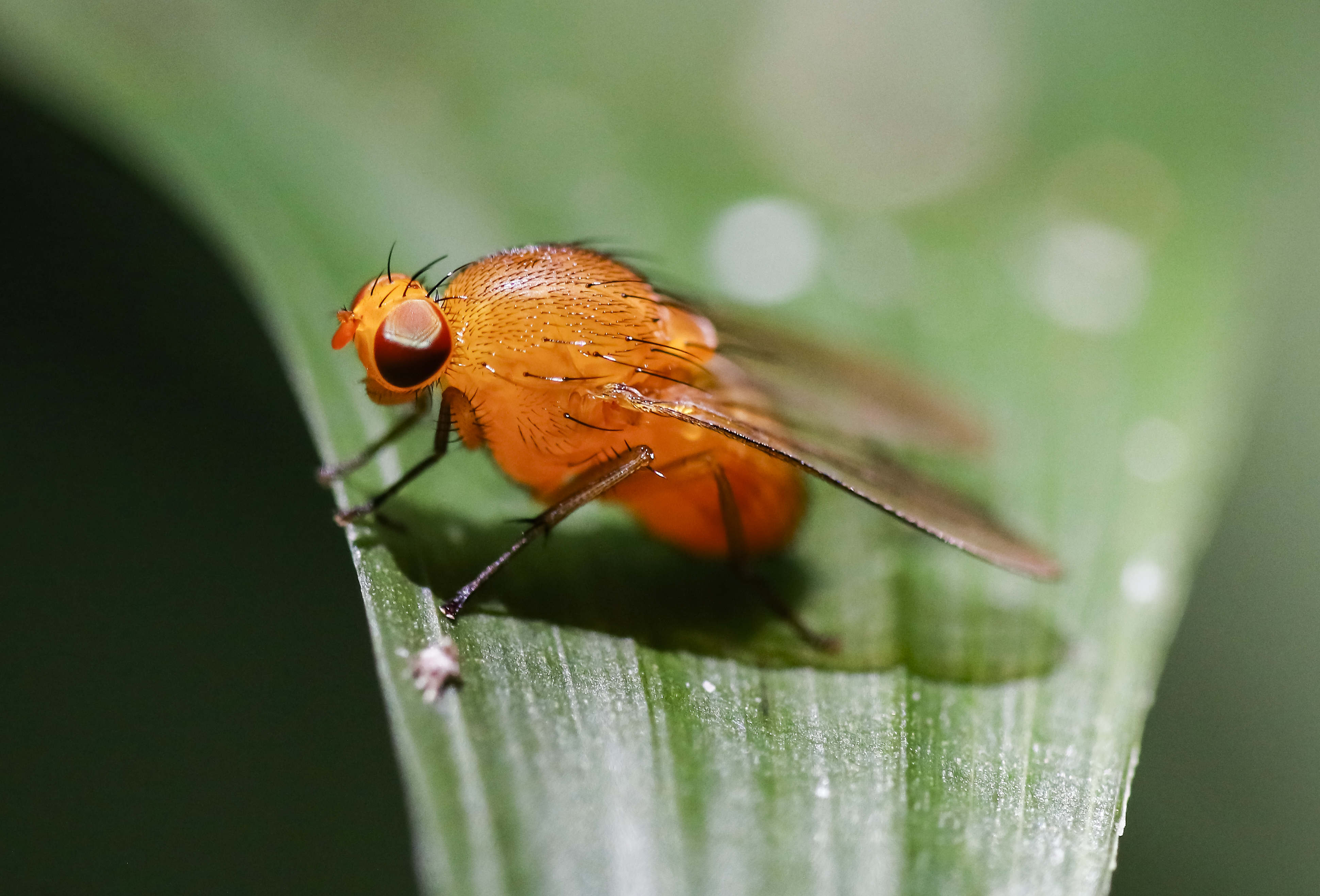 -FOTOGALERIA- AME1357. SAN JOSÉ (COSTA RICA), 24/08/2022.- Fotografía de una mosca de la fruta, el 19 de agosto de 2022, en el parque Carara, ubicado en el pacífico central de Costa Rica. Costa Rica celebra el Día de los Parques Nacionales destacando los aportes de estas zonas protegidas al desarrollo económico del país y para la protección de su rica biodiversidad. EFE/ Jeffrey Arguedas