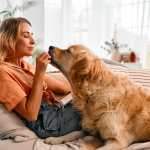 Actividades nacionales. Amigable y dorado recuperador, llegando a la boquilla de una atractiva mujer adulta sentada en un sofá en la sala de estar. Joven rubia positiva jugando con mascota de peluche favorita durante el pasatiempo.