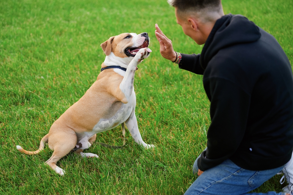 Perro está dando pata a su dueño en el parque. Un perro que lleva un collar con una correa obedece las órdenes de su amo. Entrenamiento. Bulldog americano.