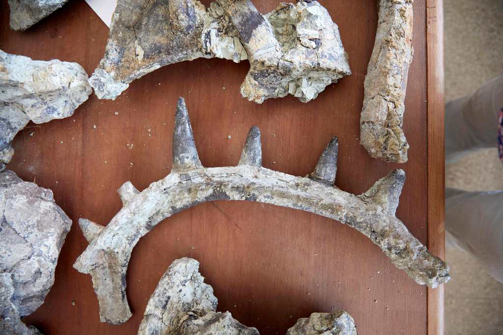 Descubren el dinosaurio más antiguo del mundo, un anquilosaurio con un collar de púas de un metro