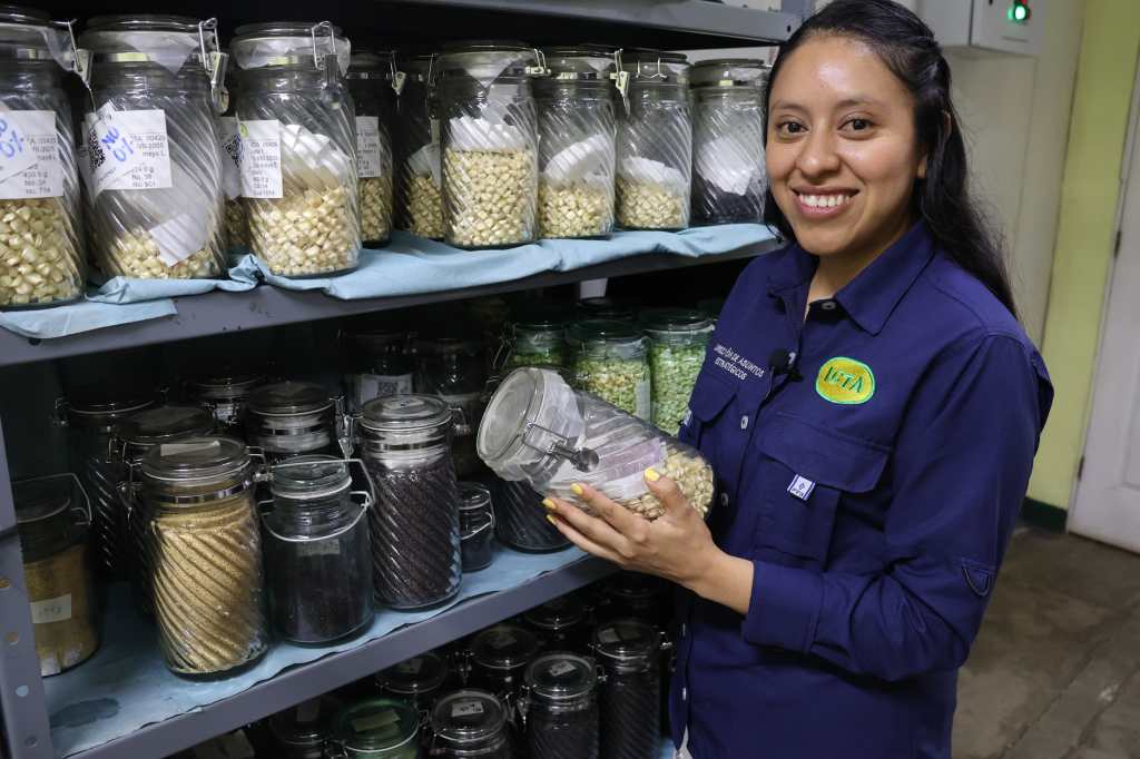 Variedades en el Banco de Germoplasma del ICTA