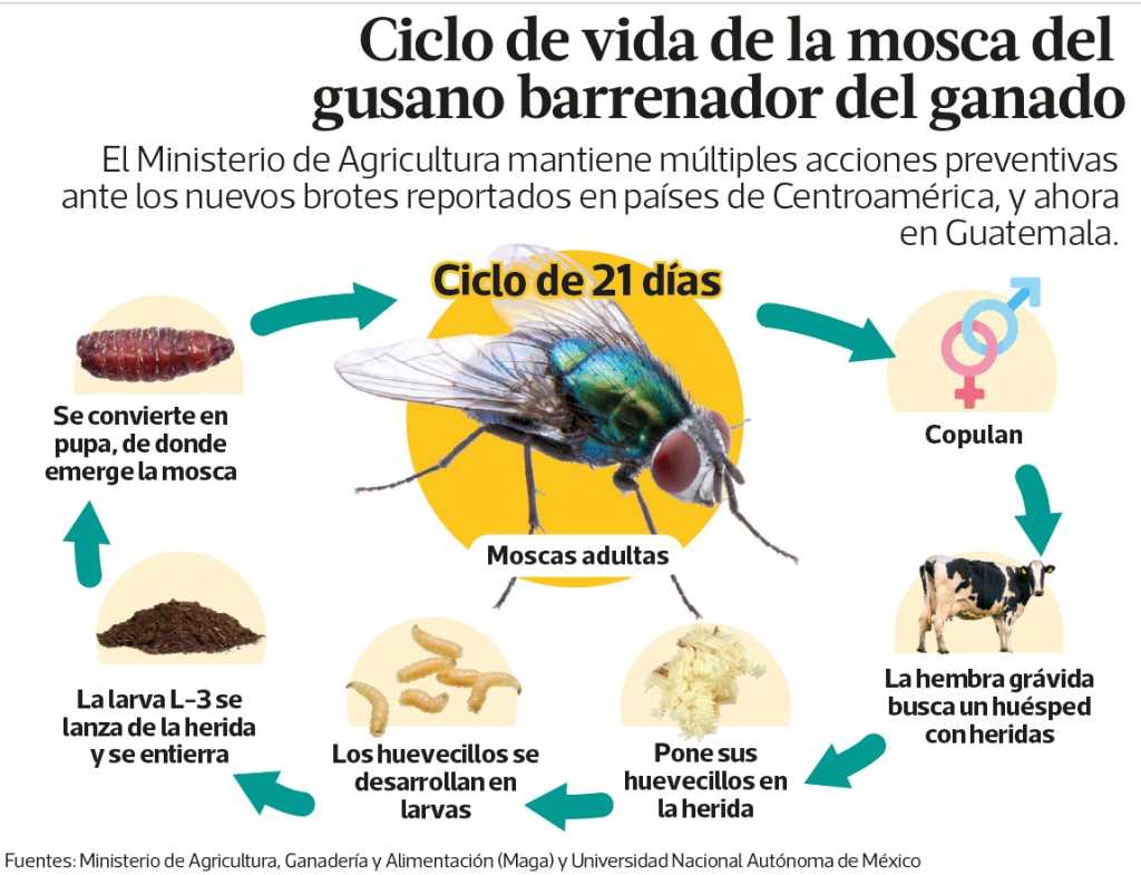 Representación del ciclo de vida de la mosca del gusano barrenador, desde el huevo hasta la larva y la mosca adulta.