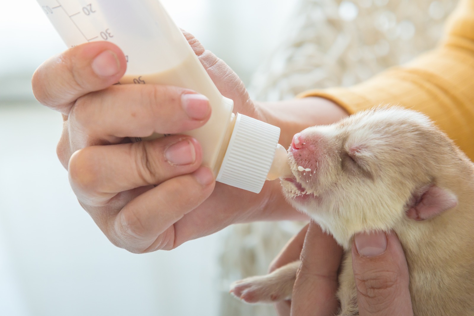 Consejos para alimentar con leche artificial a cachorros de perros y gatos