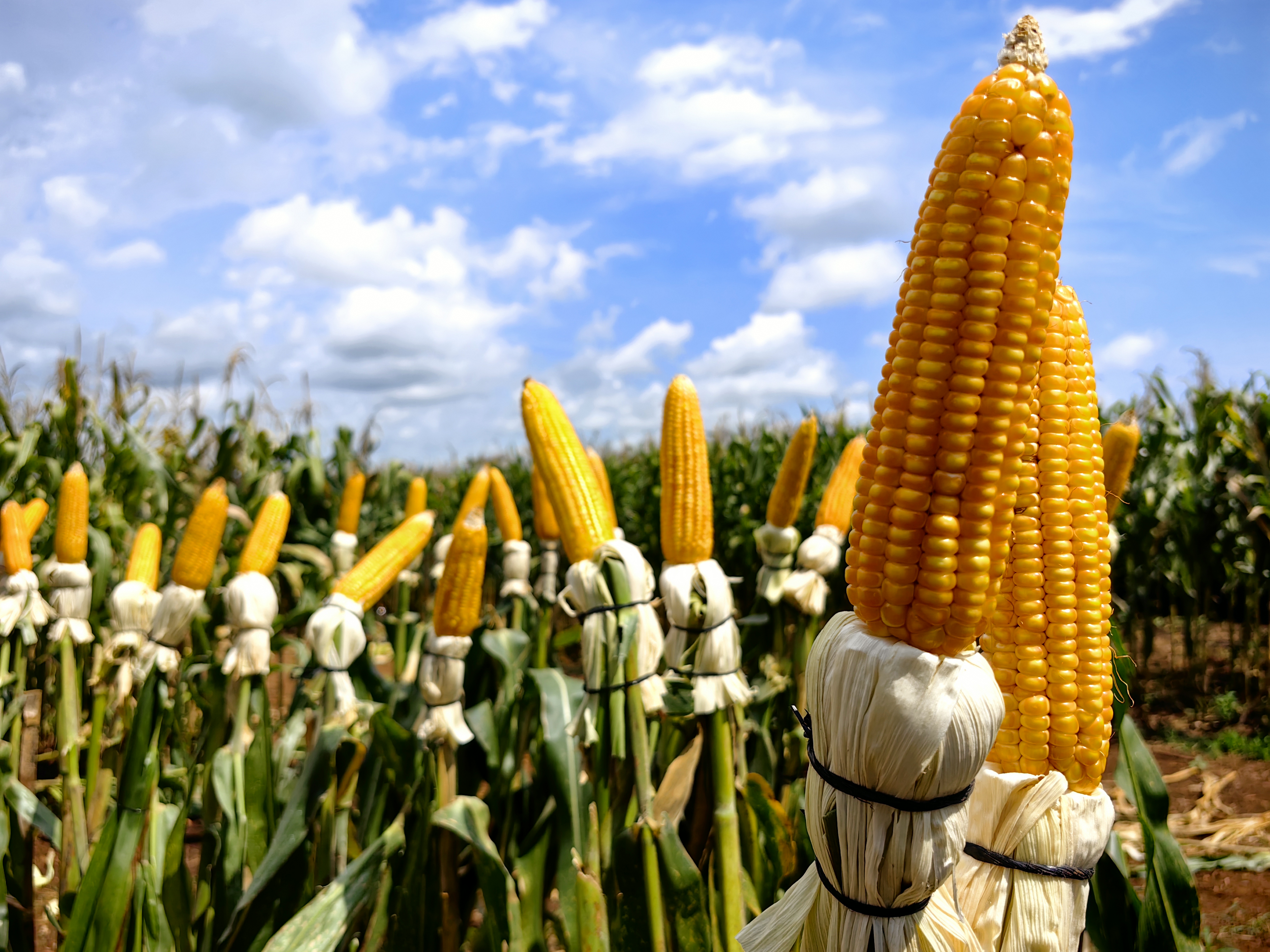 Vista de mazorcas de maíz producido con desarrollo de variedades de semillas del ICTA