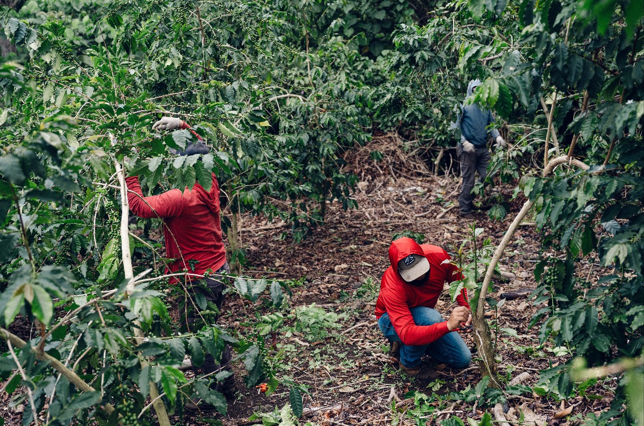 Trabajadores de Greenwell Farms podan los cafetos  en Kailua-Kona, Hawái, el 1 de mayo del 2025. La producción agrícola está en riesgo a causa de la baja de mano de obra migrante. (Foto Prensa Libre: Michelle Mishina Kunz/The New York Times)