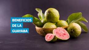 El té de hojas de guayaba, utilizado desde tiempos antiguos en la medicina tradicional, ofrece múltiples propiedades que favorecen la salud. Además de aliviar cólicos y diarrea, ayuda a controlar el ácido úrico, la hipertensión y la retención de líquidos. También se le atribuyen efectos antiinflamatorios, antioxidantes y cicatrizantes, por lo que es un aliado natural para prevenir enfermedades cardiovasculares, mejorar la digestión y cuidar la piel. Expertos comparten cómo prepararlo correctamente y advierten sobre sus contraindicaciones.