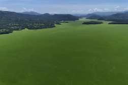 This aerial view shows the Lake Suchitlan covered by a species of aquatic plant (Pistia stratiotes) in Suchitoto, El Salvador on August 12, 2025. The floating light green aquatic lettuce (Pistia stratiotes) that feeds on chemical pollution has covered Lake Suchitlan in El Salvador, causing an environmental emergency that has paralyzed artisanal fishing and free navigation of tourists. (Photo by Marvin RECINOS / AFP)