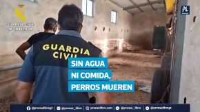 La policía de España investiga a un hombre por presunto maltrato animal tras hallar 32 perros muertos por hambre en una finca del suroeste del país. Los animales, que llevaban abandonados desde junio, estaban en condiciones insalubres, sin agua ni comida. Algunos estaban sueltos, otros encadenados o en jaulas, y varios habrían intentado alimentarse de los cadáveres en descomposición de otros perros.