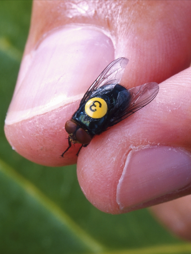 An undated photo provided by the U.S. Department of Agriculture showing a sterile male screwworm. (Peggy Greb/U.S. Department of Agriculture via The New York Times)