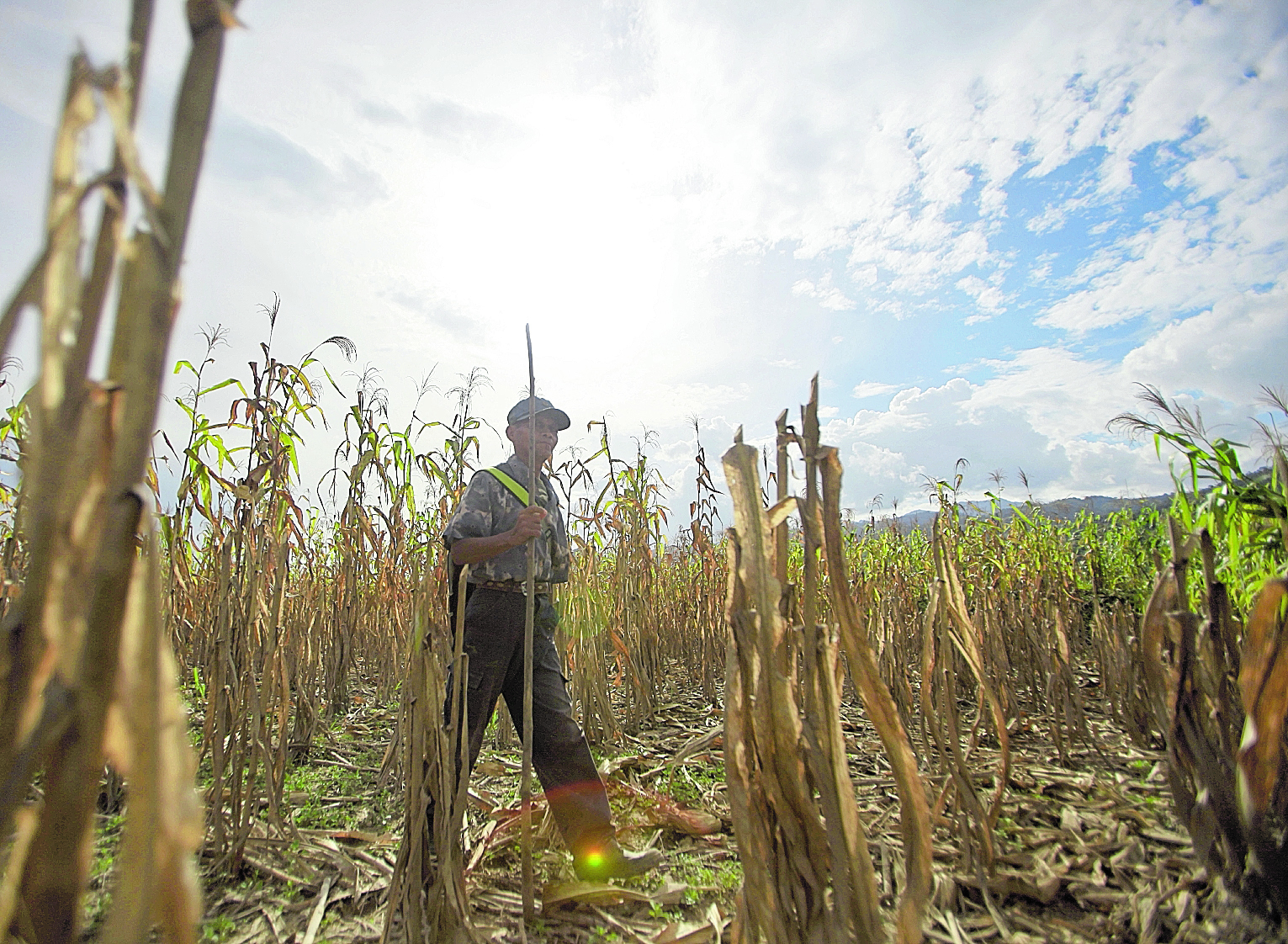 Las  cosechas  de milpa de maíz se han perdido, por lo  menos el 50% de las cosechas sembradas a lo largo del corredor seco se han perdido,  debido a la canícula la cual la sequía a dejado grandes perdidas en la agricultura  del pais; 

Por ejemplo  el cambio climatico a hecho que  en otras  comunidades  lluvia, han provocado inundaciones  como Panzos, Alta Verapaz, lo cual contribuyó que los ríos se desbordaran

En la imagen , Un vecino camina por las pérdidas de maíz que dejó el desborde del río Polochic
Foto: Edwin Bercián