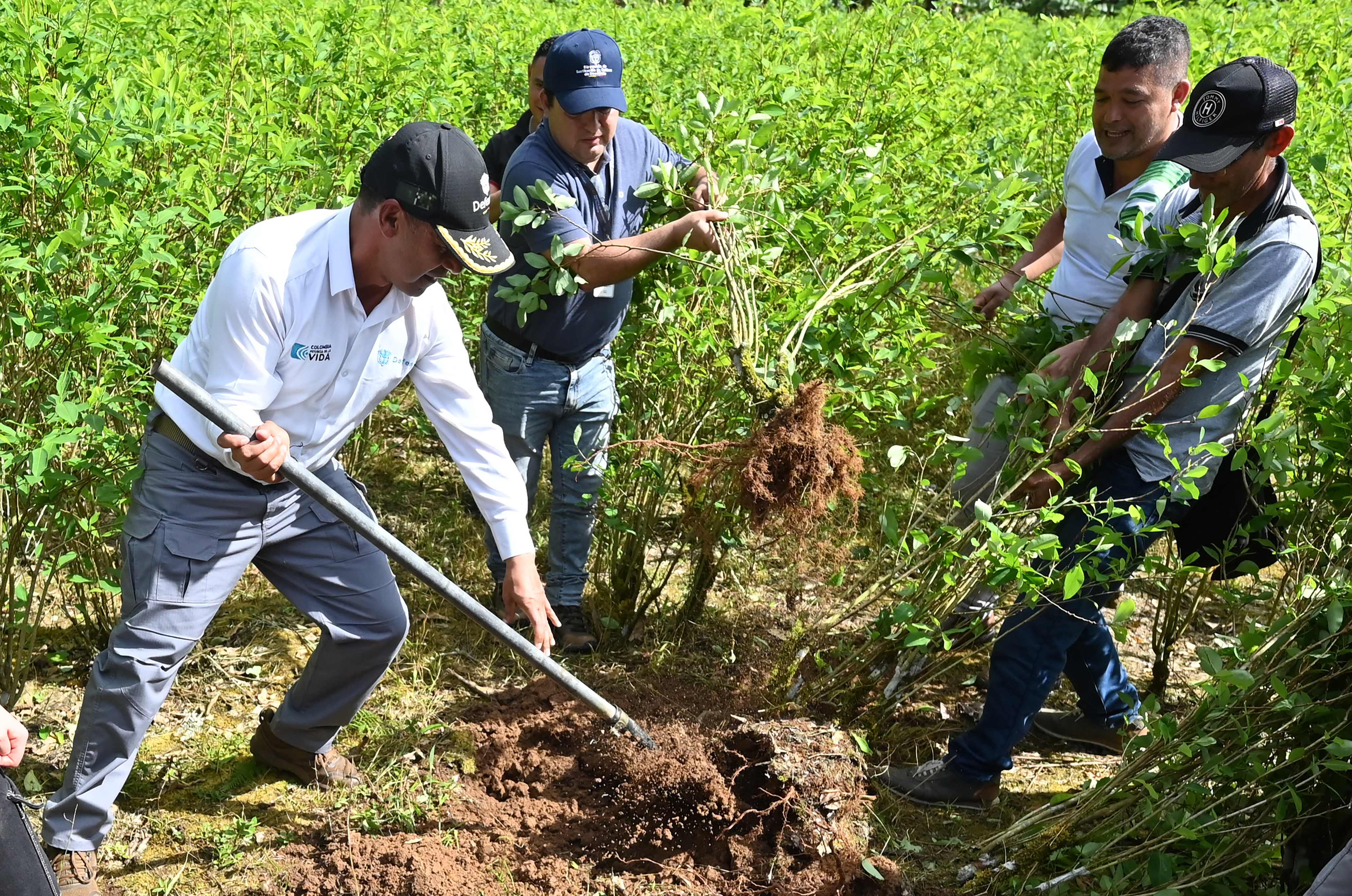 Colombian Defense Minister Pedro Sanchez (L) removes a coca plant during his visit to the coca-growing region to speak with farmers about the substitution of illicit crops, in Villagarzon municipality, Putumayo department, Colombia, on September 5, 2025. (Photo by David SALAZAR / AFP)