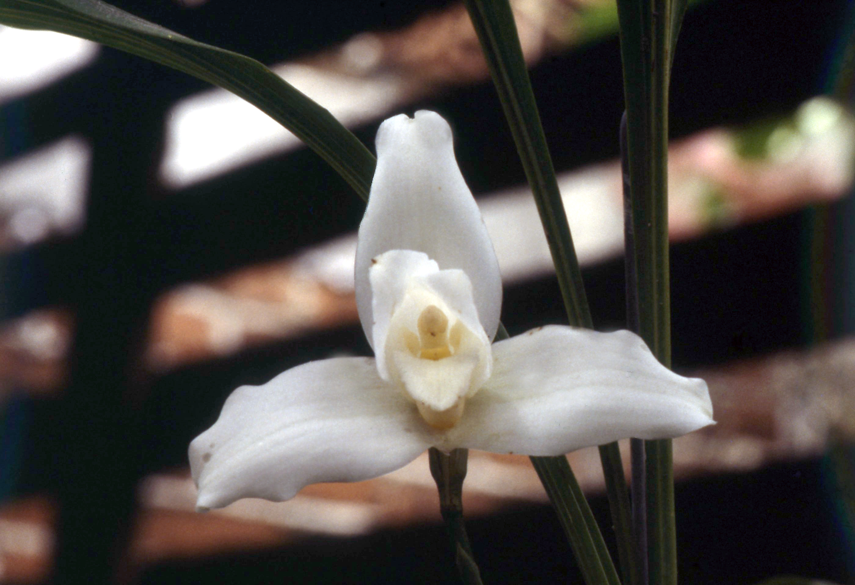 SIMBOLOS-PATRIOS-GUATEMALA-MONJA-BLANCA'