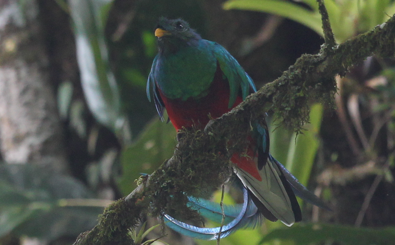 El Quetzal macho posee un plumaje verde azulado brillante, cresta y largas plumas, mientras que la hembra es más pequeña, tiene colores más oscuros y no posee plumas largas como el macho. (Foto Prensa Libre: Hemeroteca PL / Esbin García)