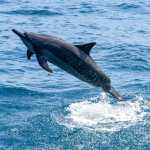 Un delfín tornillo (Stenella longirostris) realiza un salto en el Pacífico. (Foto Prensa Libre: Shutterstock)