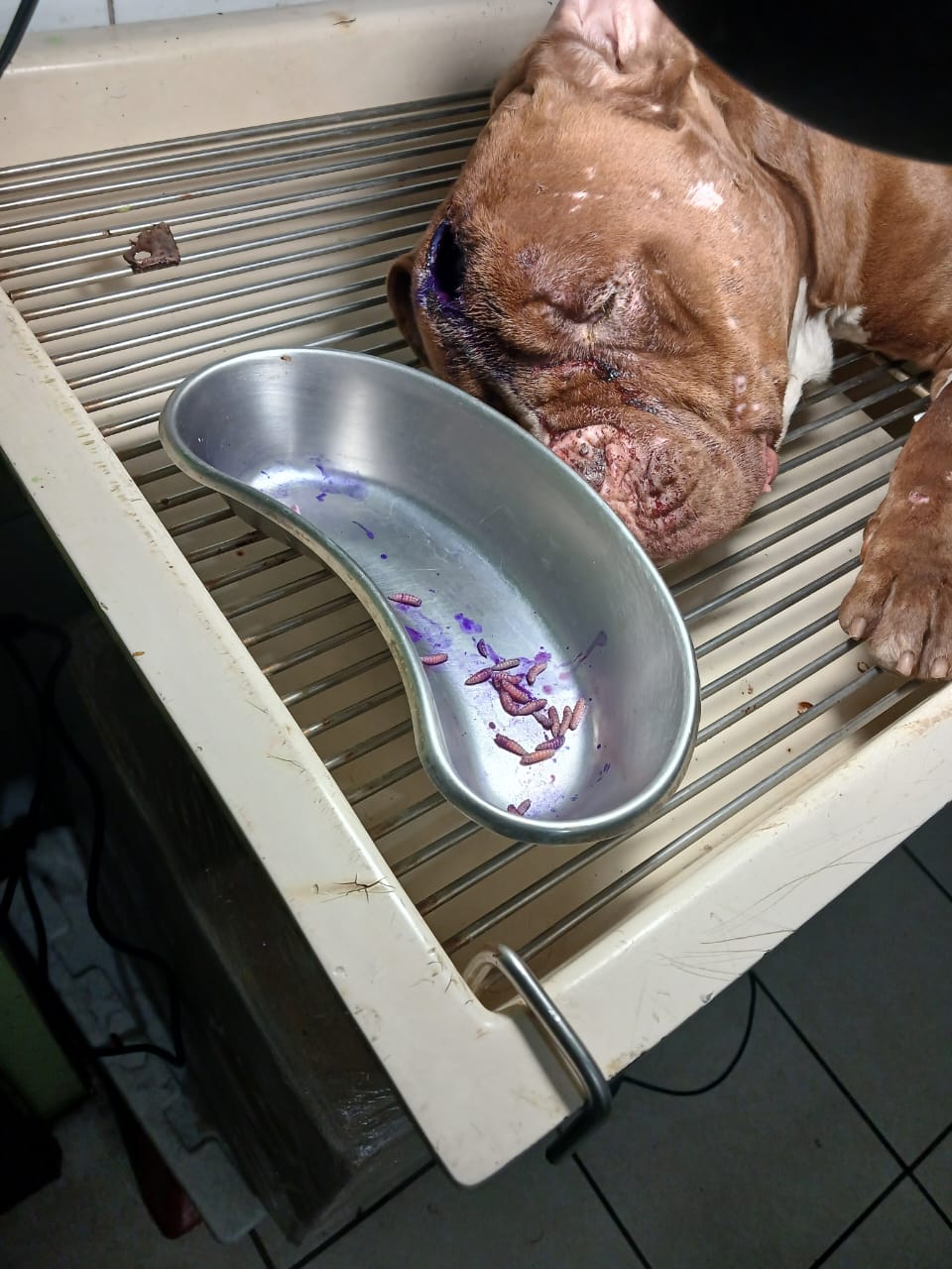 Infestación de larvas de gusano barrenador en un perro; con atención veterinaria oportuna puede recuperarse, por lo que es fundamental reportar los casos a tiempo. (Foto, Prensa Libre: cortesía)