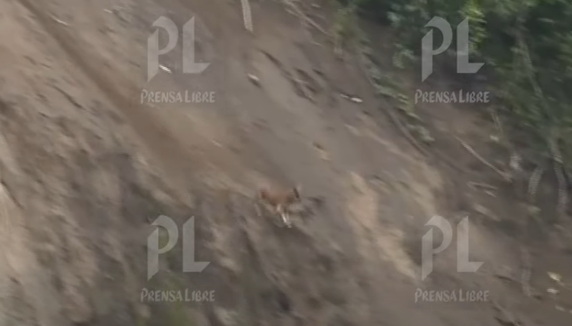 caída de perro en villa canales